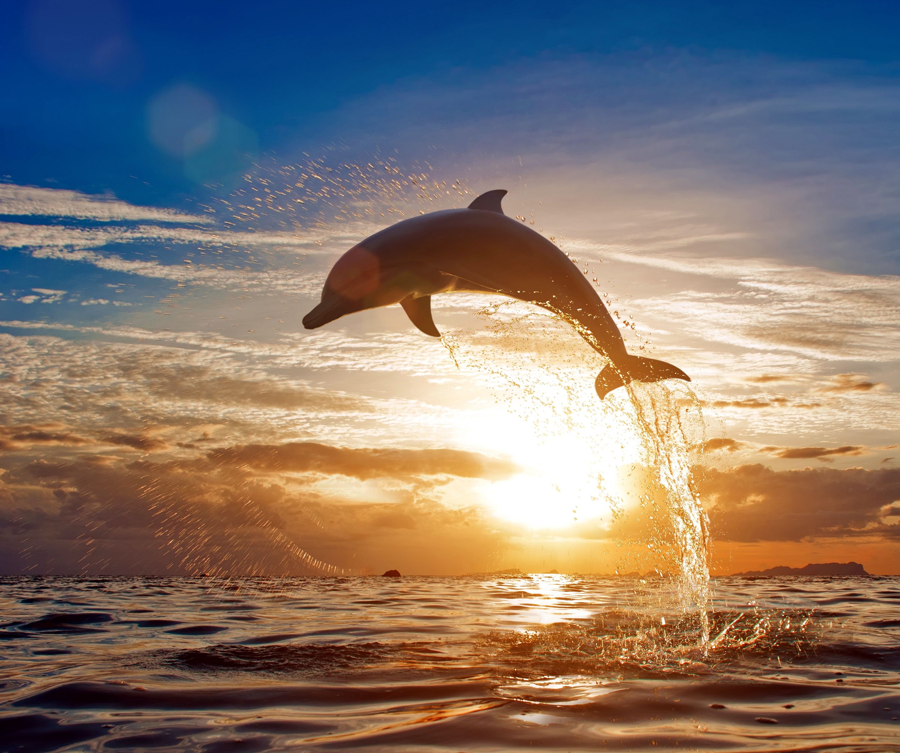 Delfin, Sprung, Sonnenuntergang, Goldenes Licht, Meer, 2K, Desktop-Hintergrund für Windows