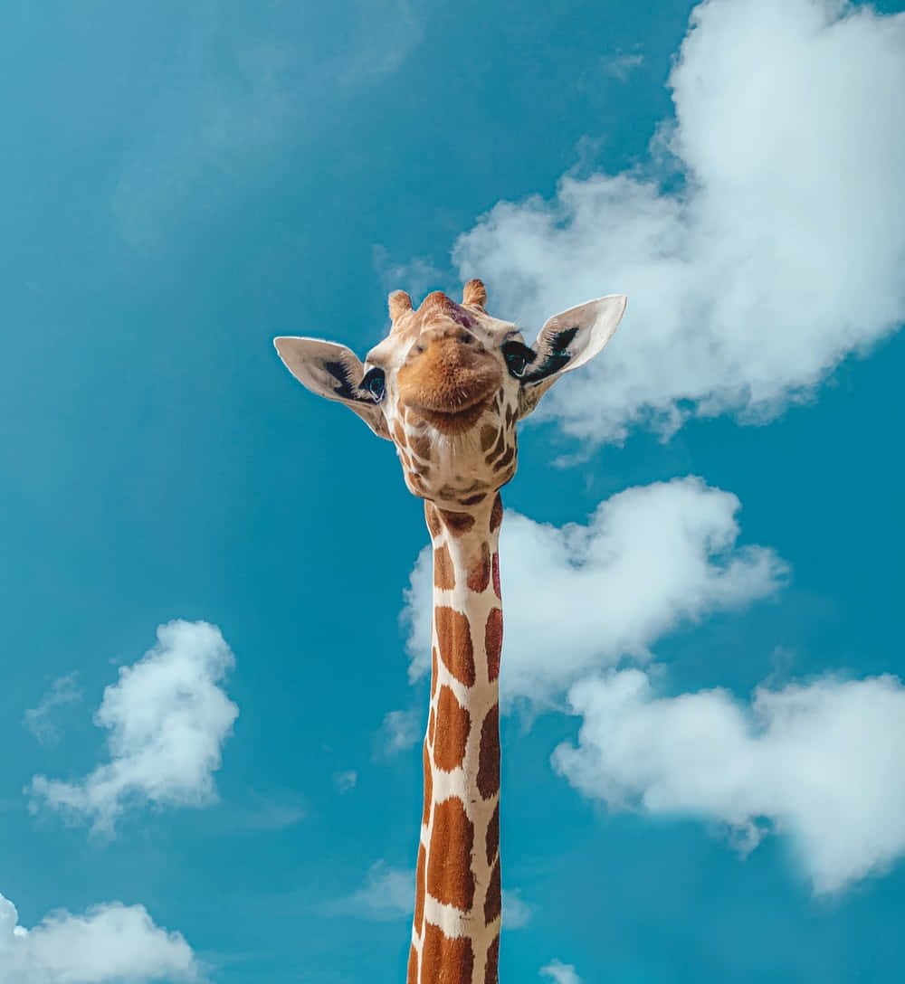 Giraffe, Blauer Himmel, Wolken, Langer Hals, Frontansicht, Hintergrundbild fürs iPad