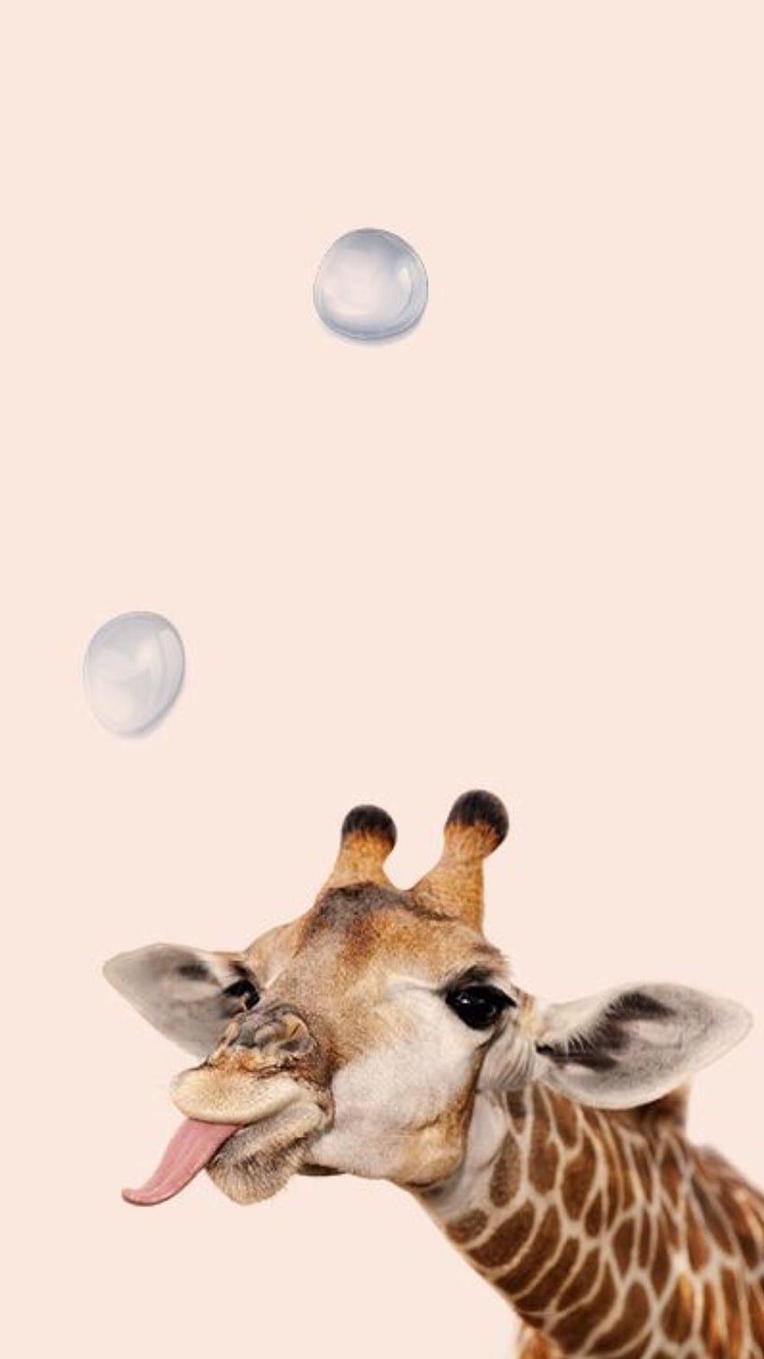 Herausgestreckte Zunge, Seifenblasen, Lustig, Rosa Hintergrund, Giraffenkopf, Sperrbildschirm