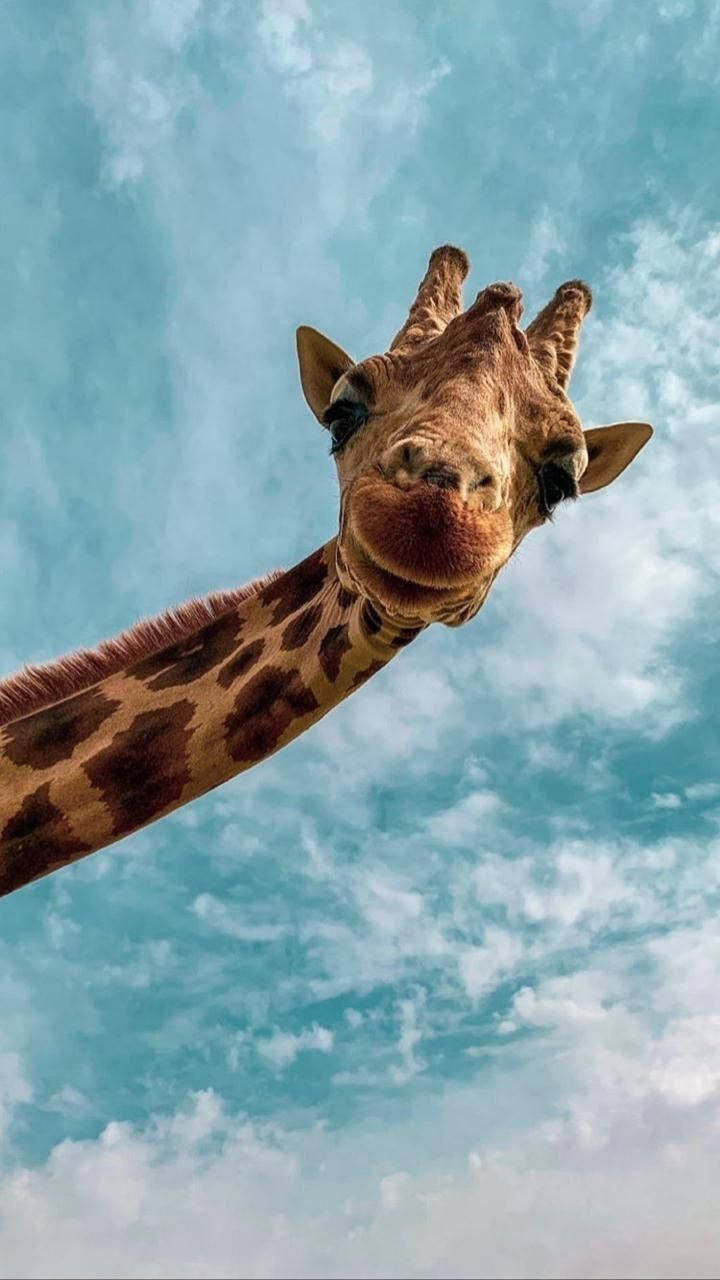 Giraffe, Wolken, Blauer Himmel, Lustig, HD, Handy-Hintergrund im Hochformat