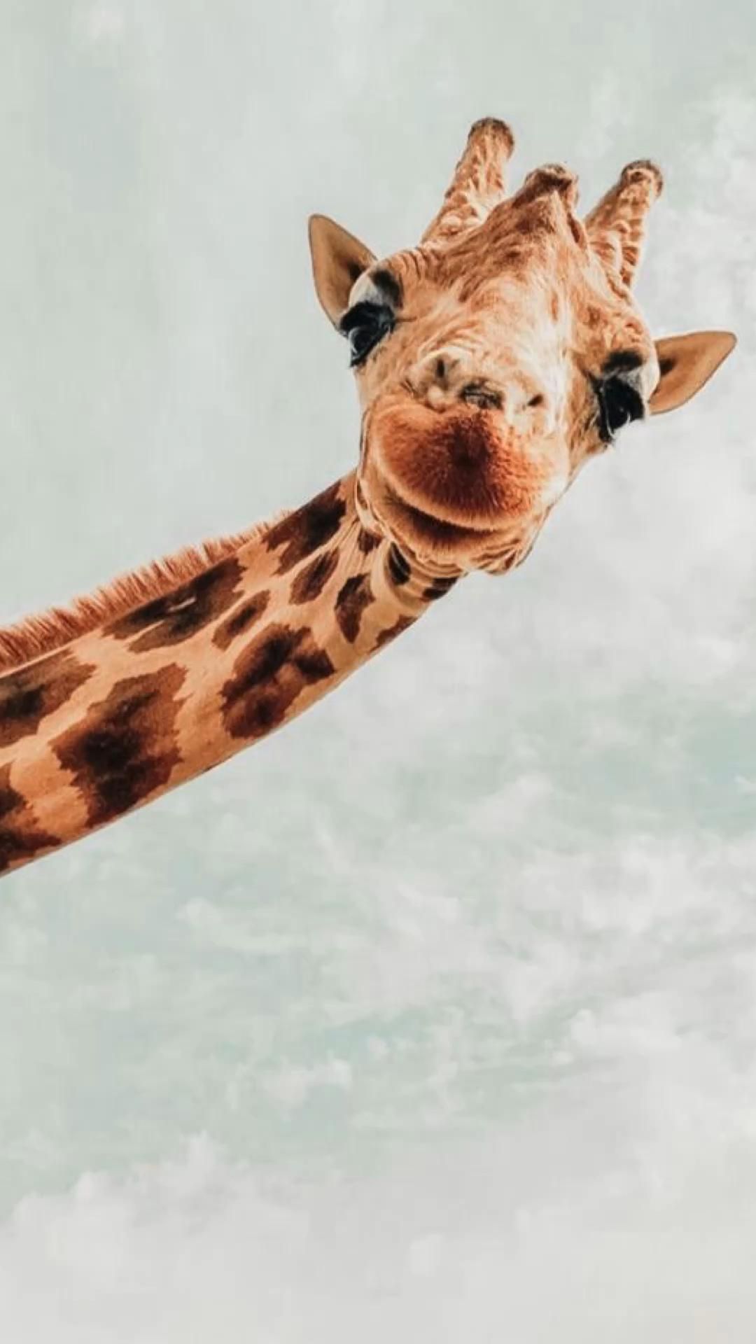 Giraffe, Neugieriger Blick, Graugrün, Lustig, Full HD, Handy-Hintergrund im Hochformat