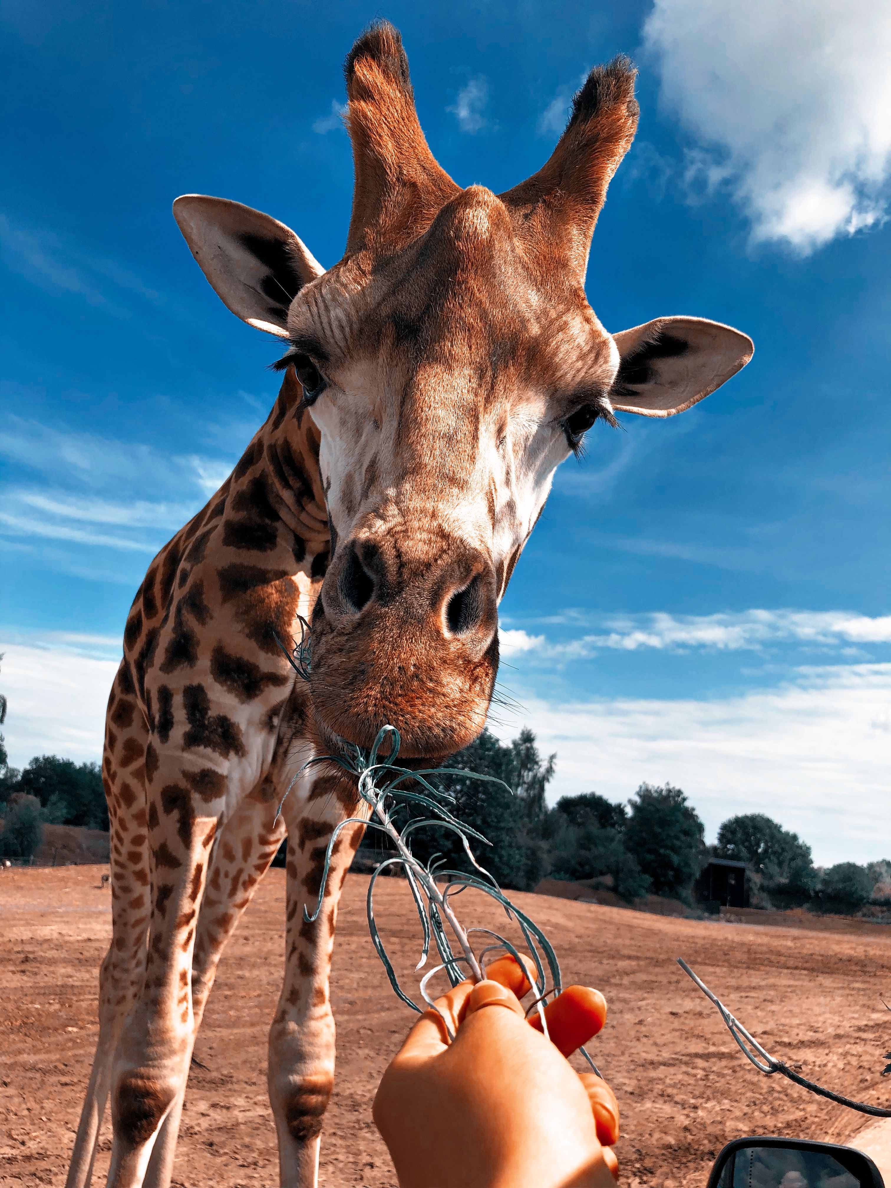 Giraffe, Nahaufnahme, Savanne, Blauer Himmel, Weitwinkel, QHD+, Tablet-Hintergrund