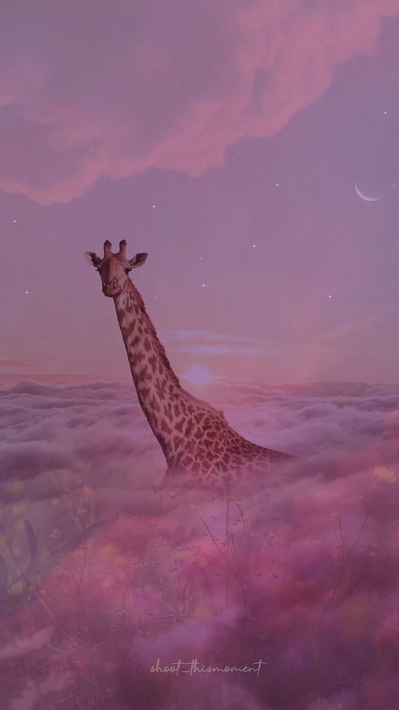 Giraffe, Wolkenmeer, Surreal, Lila, Pink, Fantasy, Hintergrundbild für iPhone und Android