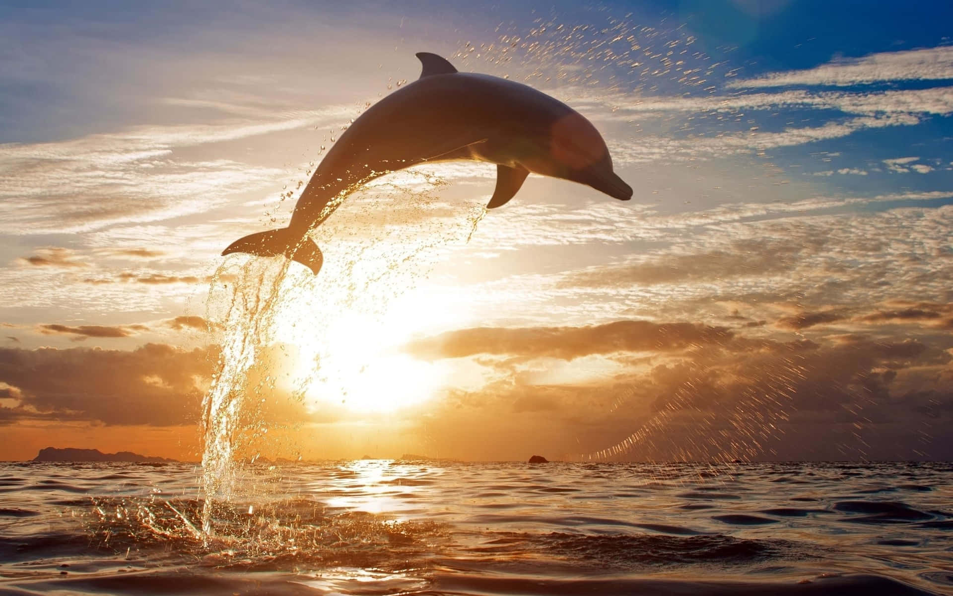 Delfin, Sprung, Sonnenuntergang, Wolken, Spritzwasser, 16:10, Full-HD-Hintergrundbild für den Desktop