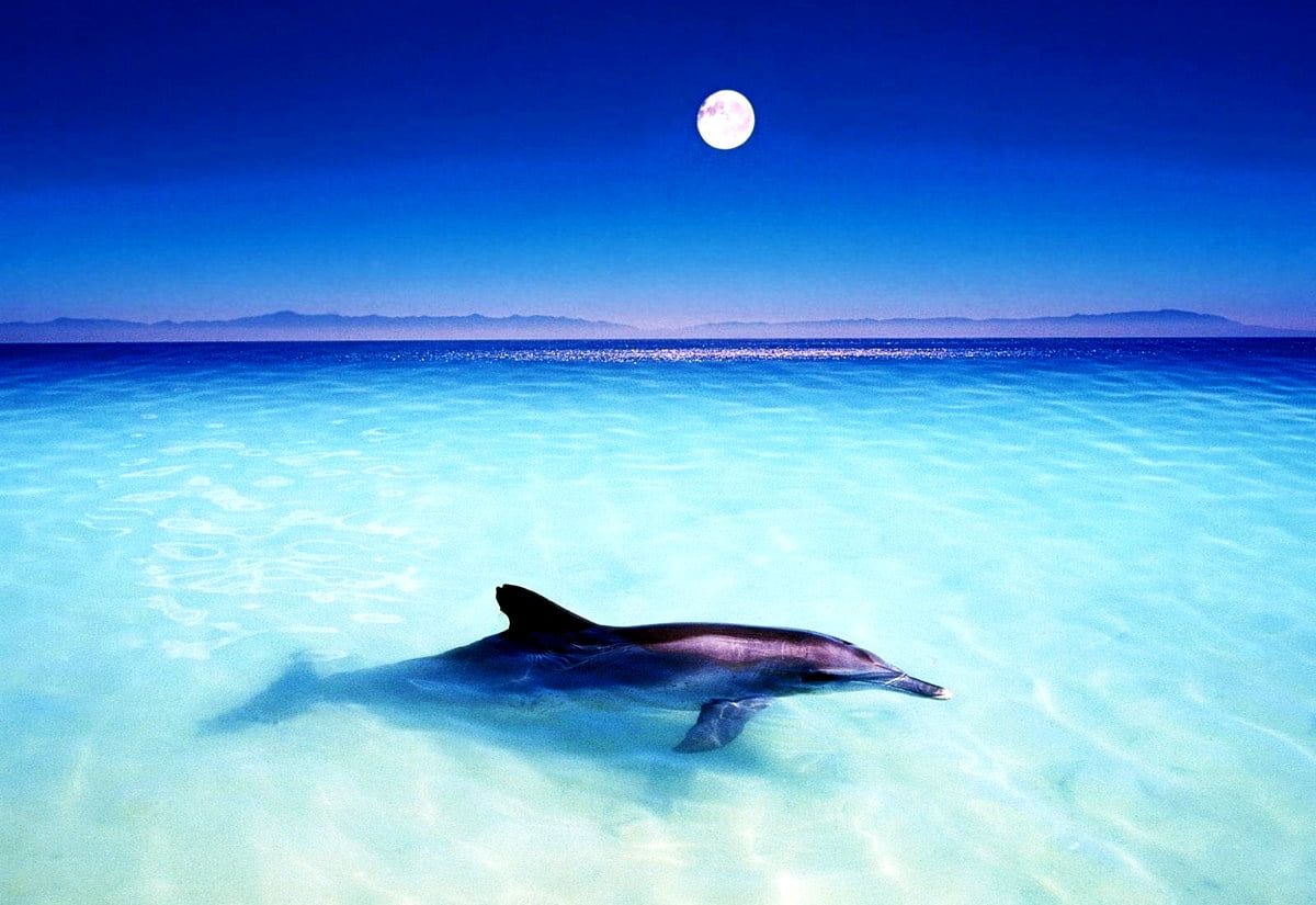 Delfin, Klares Wasser, Mond, Blaue Stunde, Lagune, Hintergrundbild