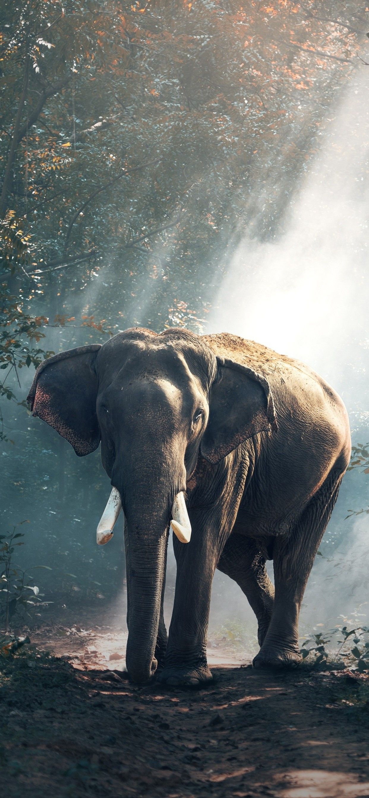 Elefant, Wald, Lichtstrahlen, Nebel, Stimmung, Full HD, Hintergrundbild fürs Handy
