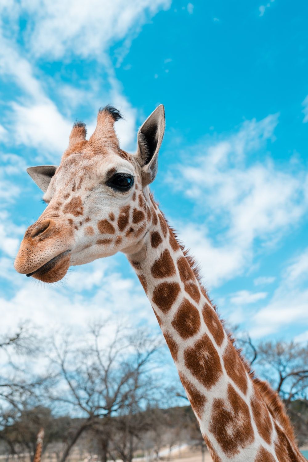 Giraffe, Blauer Himmel, Bäume, Porträt, HD, Hintergrundbild fürs Tablet