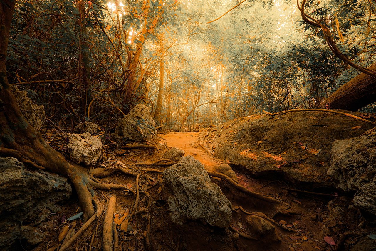 Urwald, Wurzeln, Goldenes Licht, Warme Töne, Felsen, HD, Hintergrundbild für den PC
