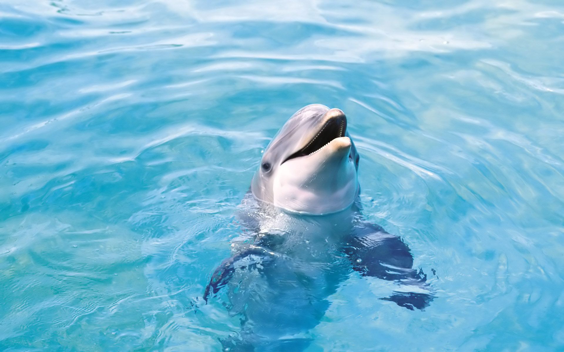 Delfin, Kopf, Blaues Wasser, Wellen, Neugierig, 16:10, Full-HD-Hintergrundbild für den Desktop
