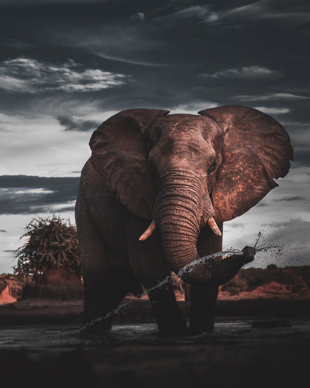 Afrikanischer Elefant, Dunkler Himmel, Dramatisch, Stoßzähne, Wildnis, HD, Tablet-Hintergrund