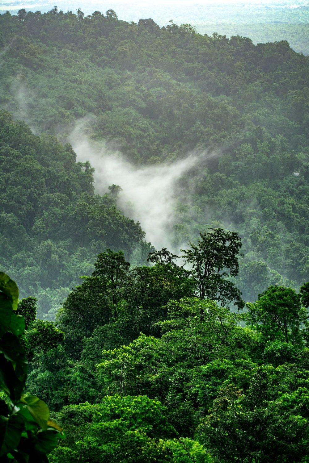 Bergregenwald, Nebel, Hügel, Hochformat, Baumkronen, HD, Hintergrundbild fürs Handy