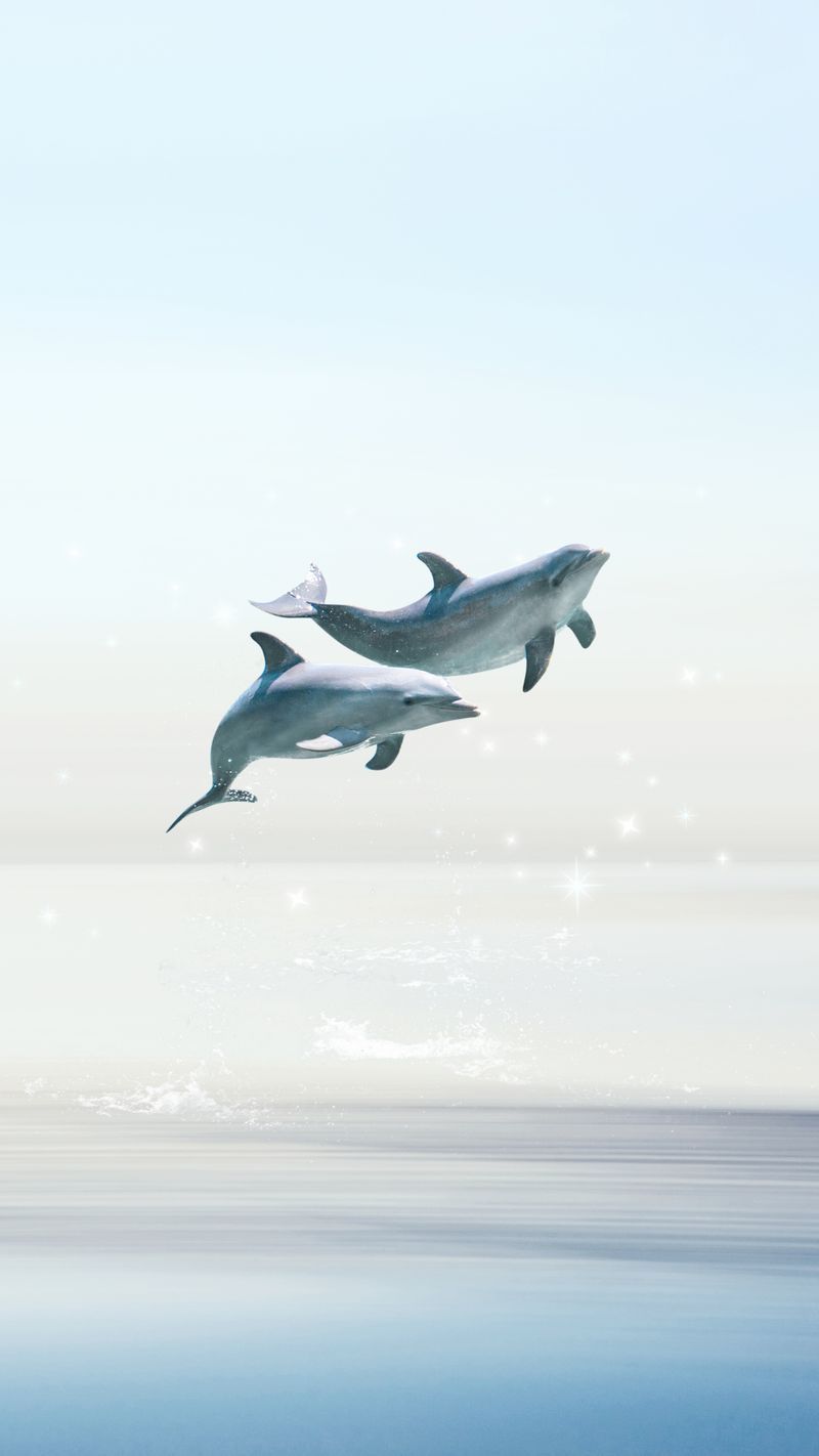 Delfine, Sprung, Meer, Helle Töne, Minimalismus, HD, Hintergrundbild fürs Handy