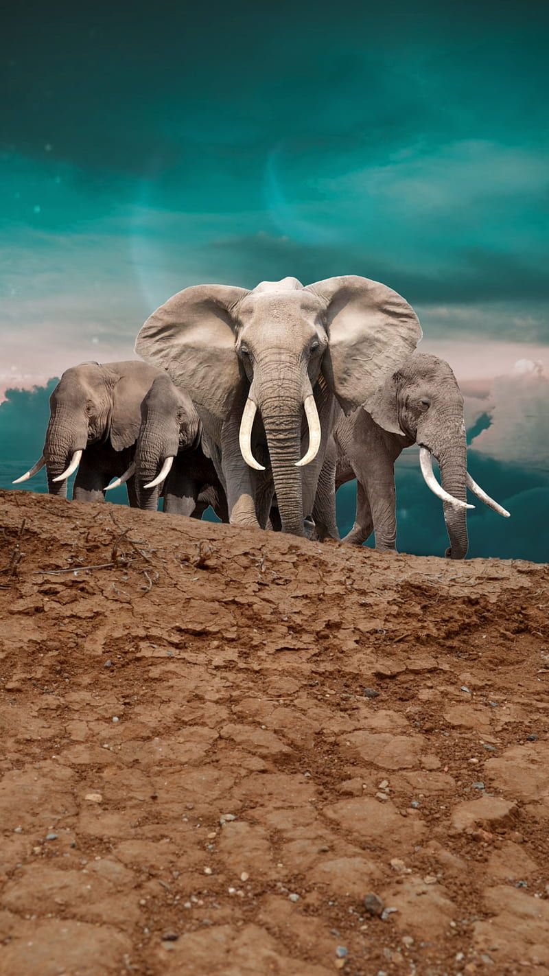 Elefantenherde, Trockene Erde, Türkiser Himmel, Afrika, Stoßzähne, Hintergrundbild fürs Handy