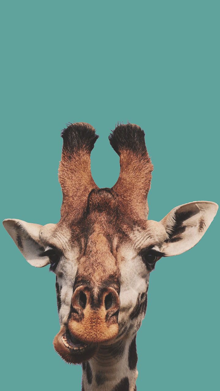 Giraffenkopf, Froschperspektive, Türkiser Hintergrund, Lustig, Sperrbildschirm fürs iPhone