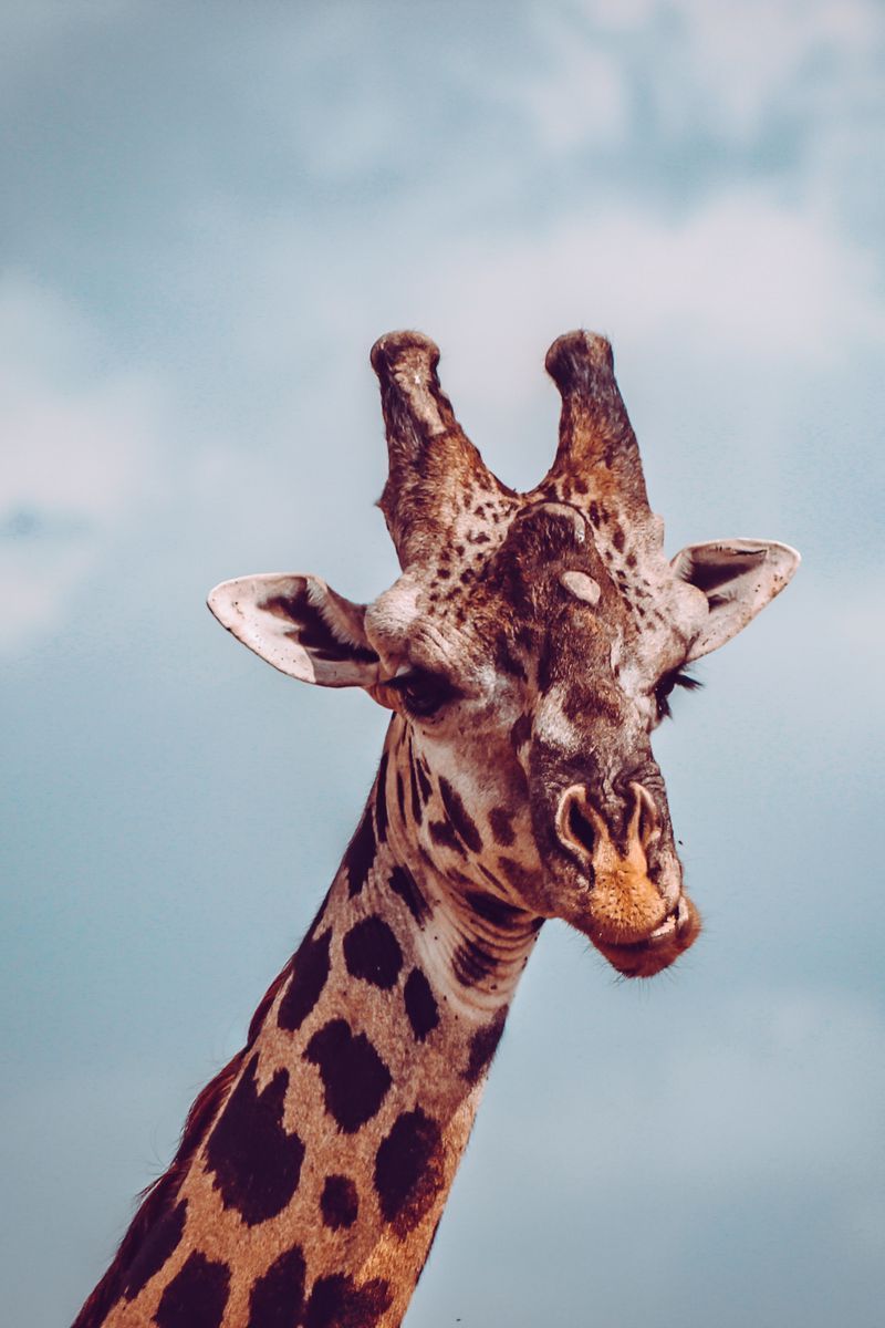 Giraffe, Bewölkter Himmel, Porträt, Fellmuster, HD, Sperrbildschirm fürs iPhone