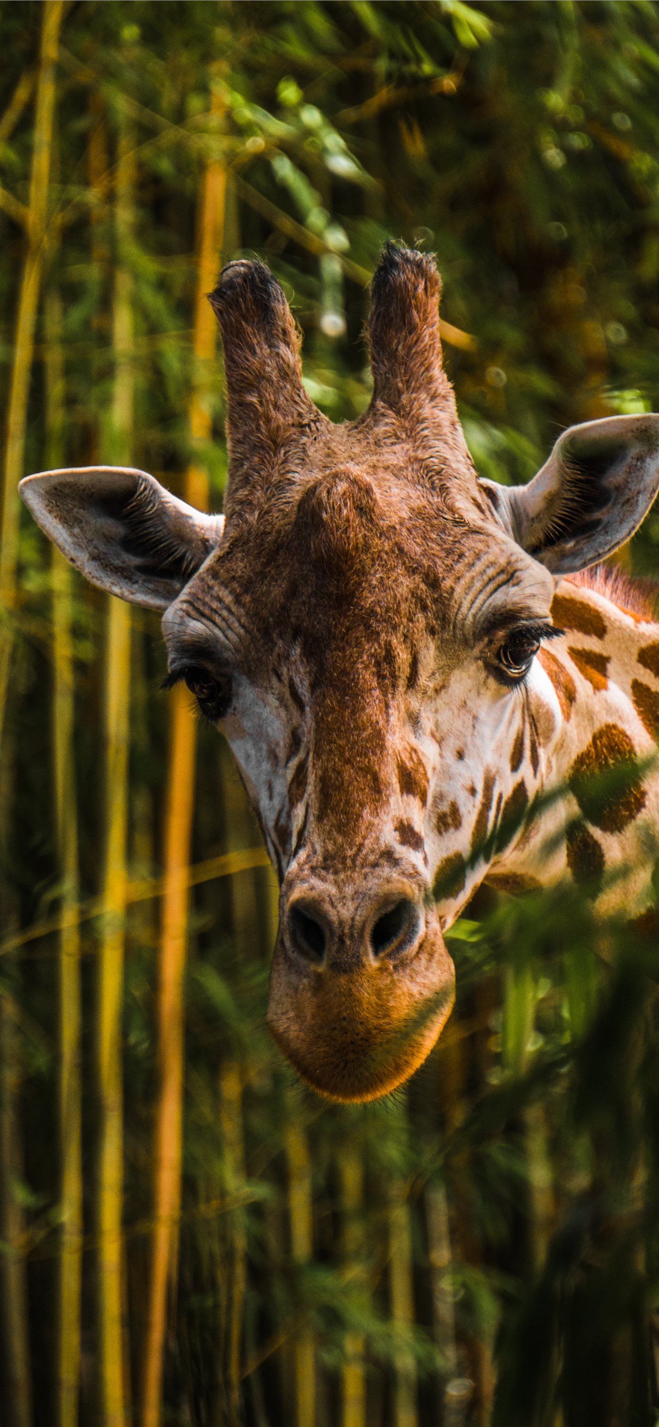 Giraffe, Bambus, Porträt, Grün, Full HD, Hintergrundbild fürs Handy