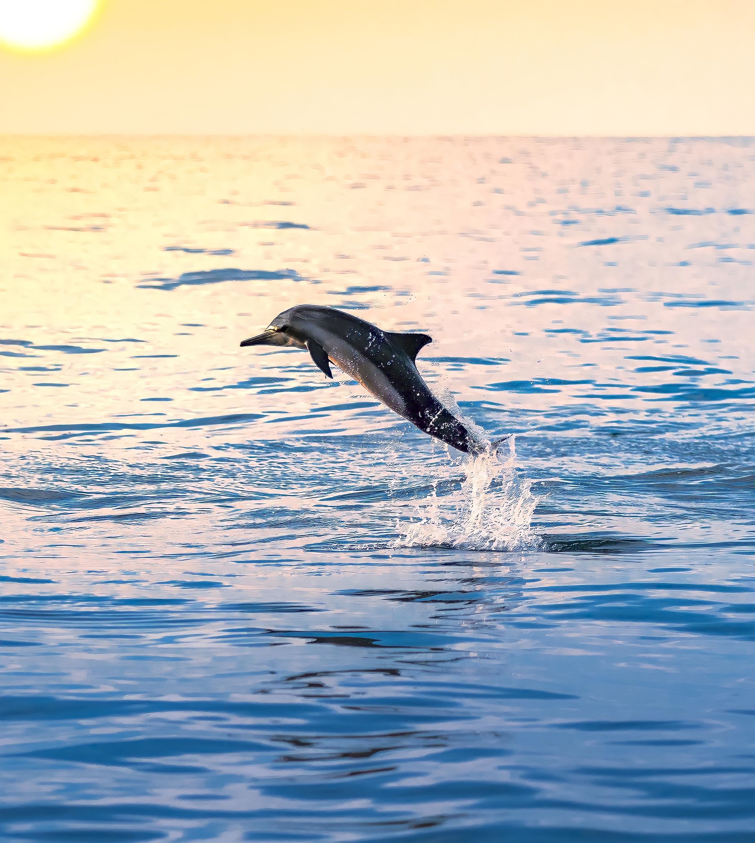 Delfin, Sprung, Meer, Sonnenlicht, Ruhiges Wasser, 2K, iPad-Hintergrundbild