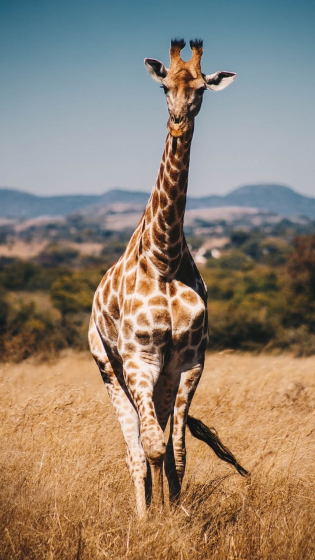Giraffe, Savanne, Afrika, Grasland, Berge, Full HD, Sperrbildschirm fürs iPhone