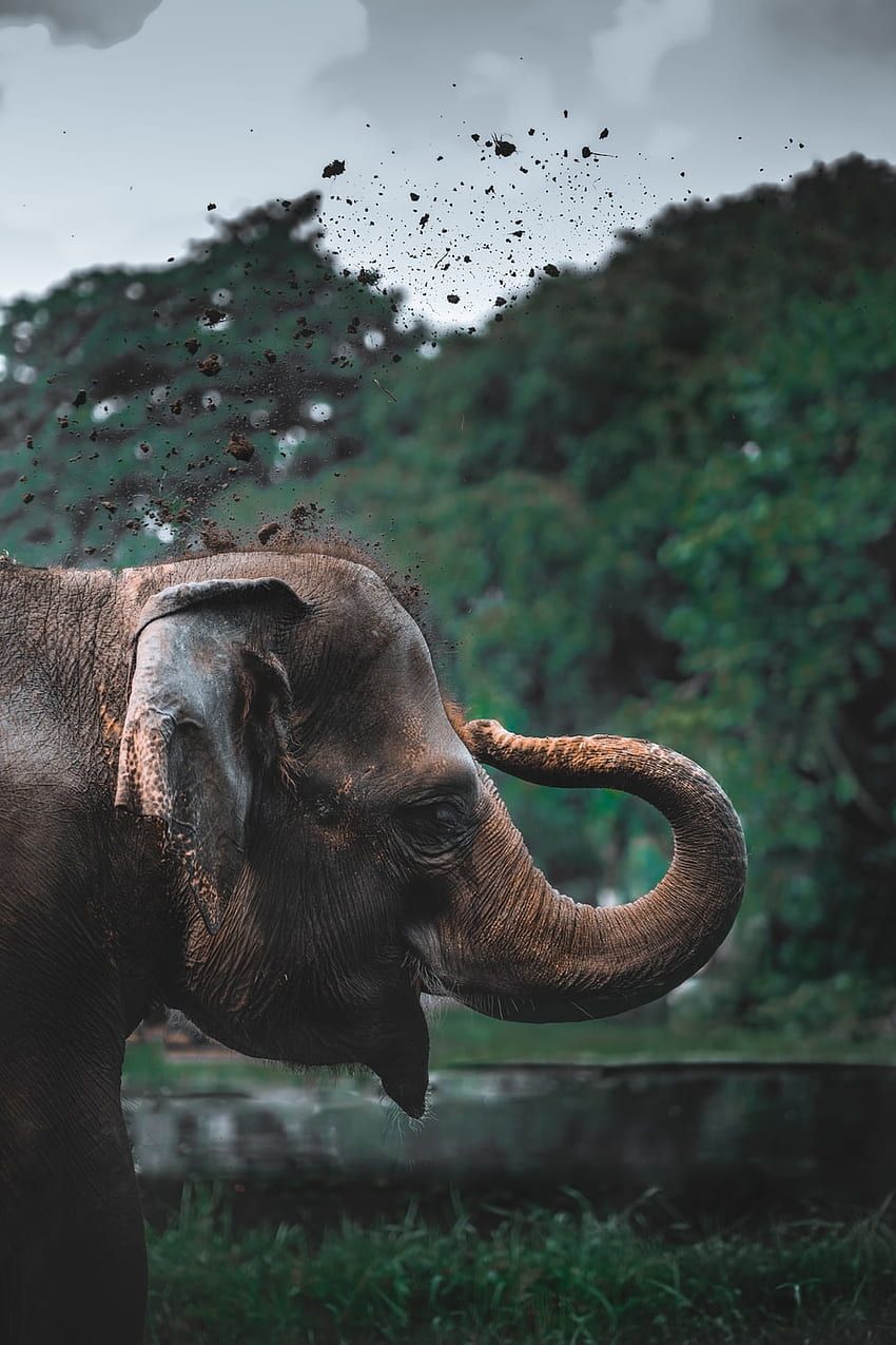 Asiatischer Elefant, Wald, Vögel, Rüssel, Natur, HD, Sperrbildschirm fürs iPhone
