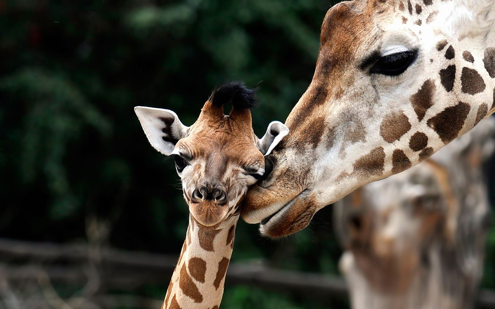 Giraffenmutter, Giraffenkalb, Kuss, Zuneigung, Tierfamilie, HD, Desktop-Hintergrund