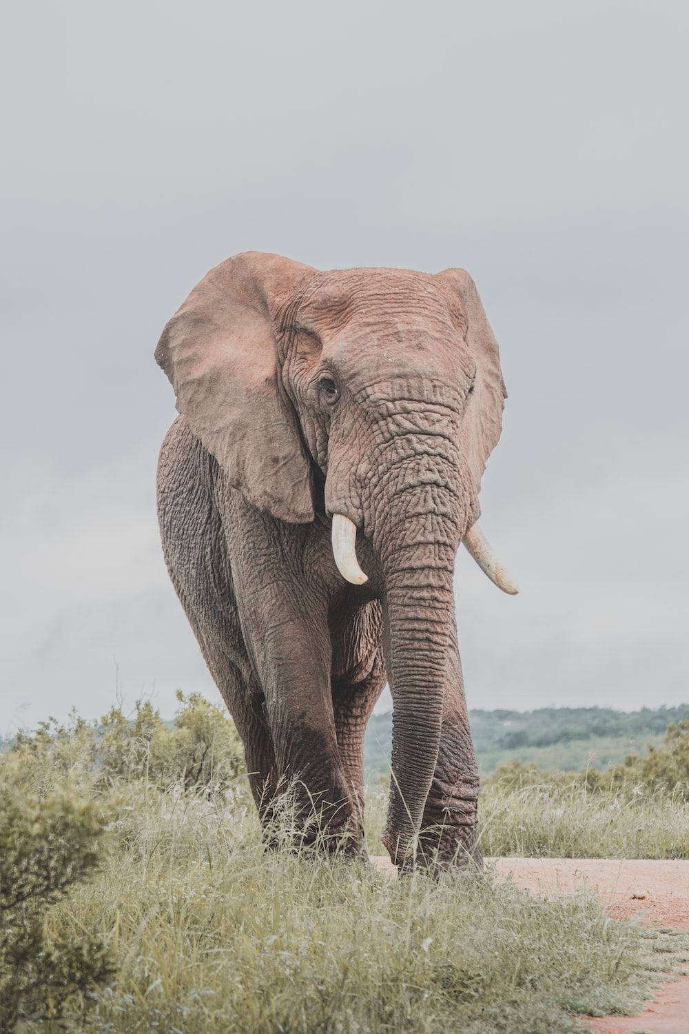 Afrikanischer Elefant, Grasland, Grauer Himmel, Stoßzähne, Wildtier, HD, Handy-Hintergrundbild