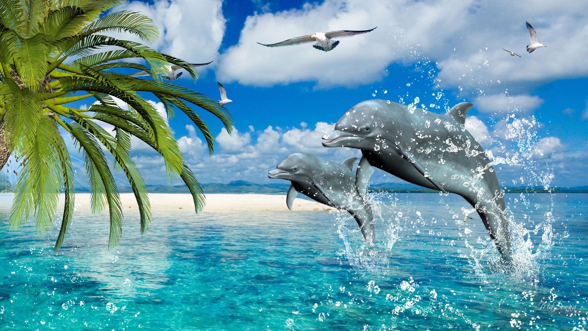Delfine, Sprung, Palme, Möwen, Tropen, Spritzwasser, Full HD 1080p, Desktop-Hintergrundbild
