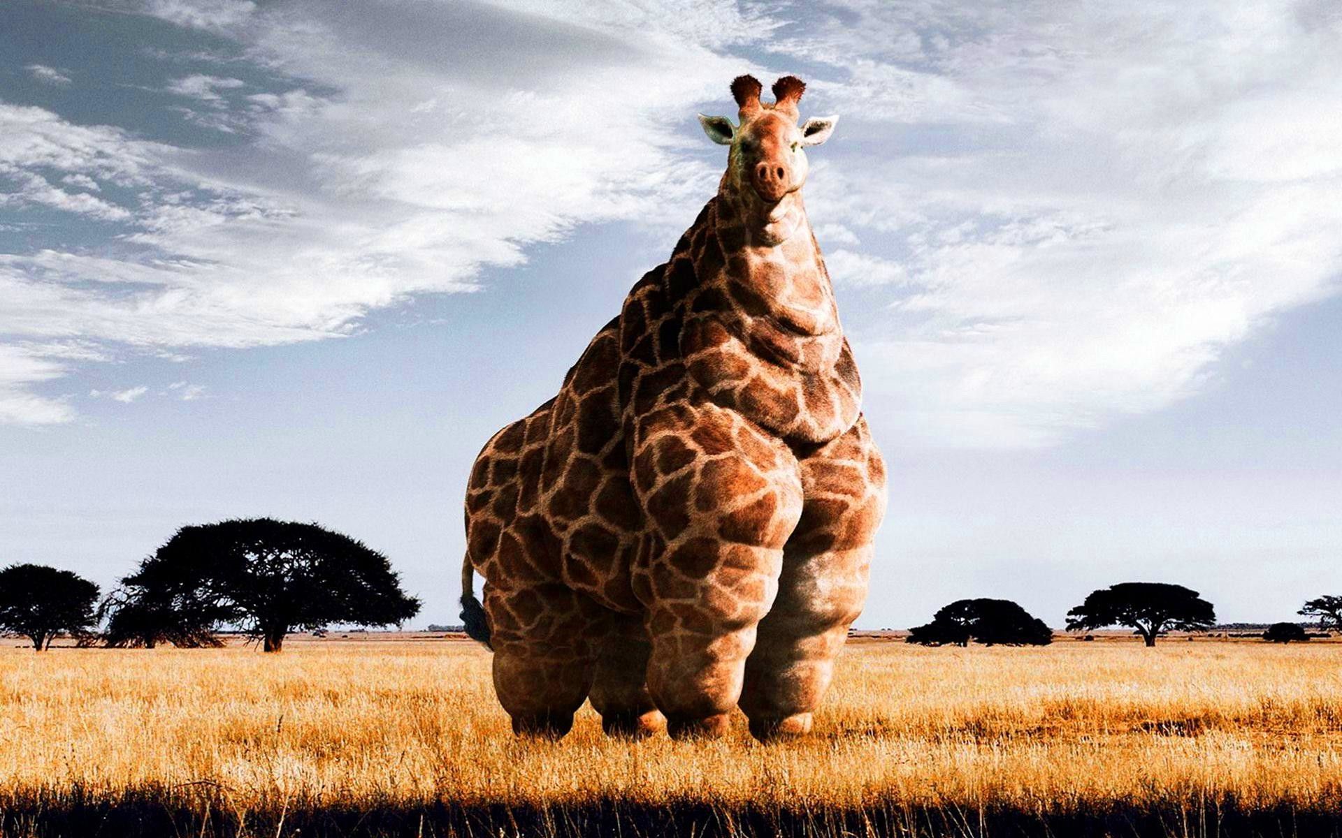 Dicke Giraffe, Fotomontage, Savanne, Akazien, Lustig, 16:10, Full-HD-Hintergrundbild für den Desktop