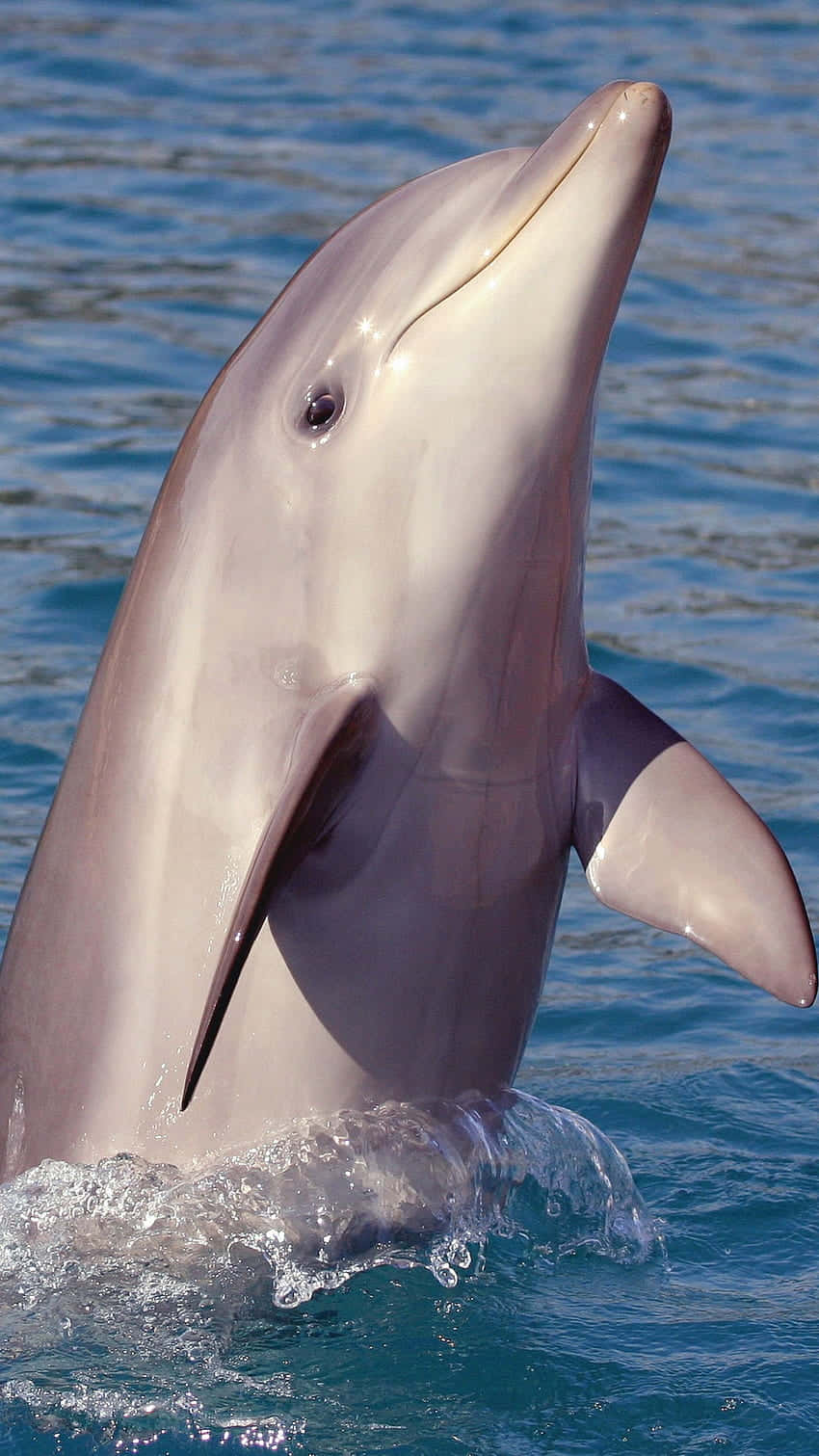 Großer Tümmler, Delfin, Aufrecht im Wasser, Blaues Meer, HD, iPhone-Hintergrundbild