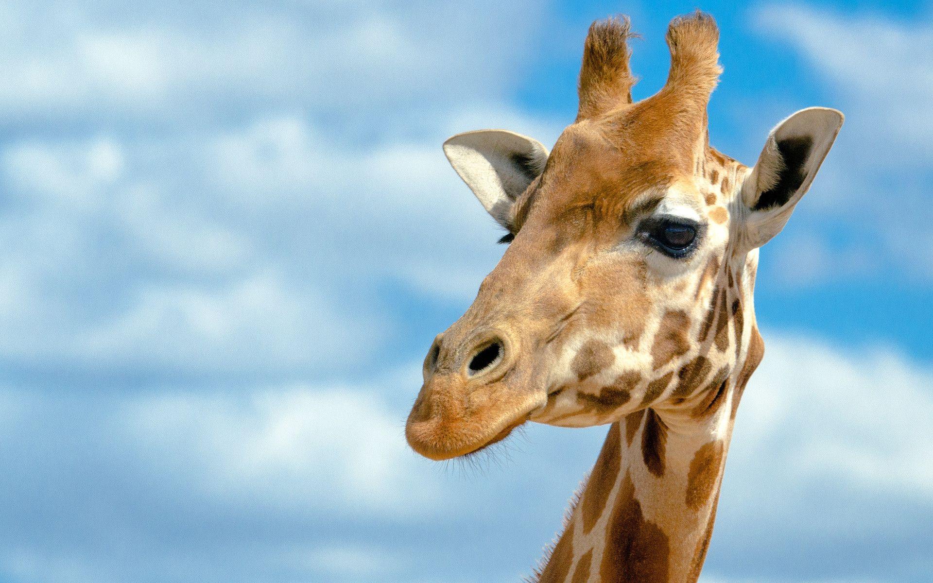 Giraffenkopf, Wolken, Blauer Himmel, Nahaufnahme, 16:10, Full-HD-Hintergrundbild für den Desktop