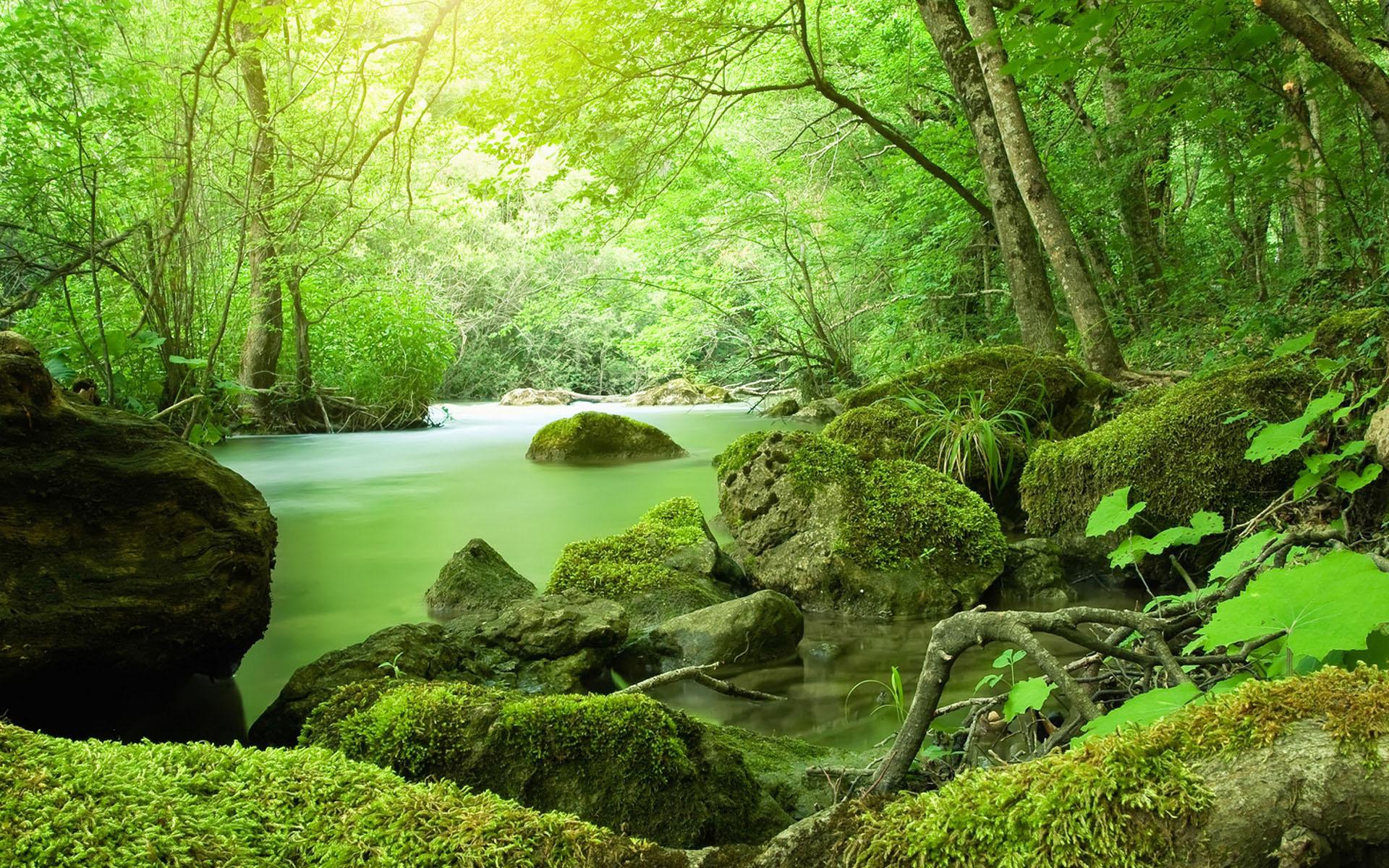 Fluss, Moosbewachsene Felsen, Wald, Hellgrün, Sonnenlicht, Full HD, MacBook-Hintergrundbild