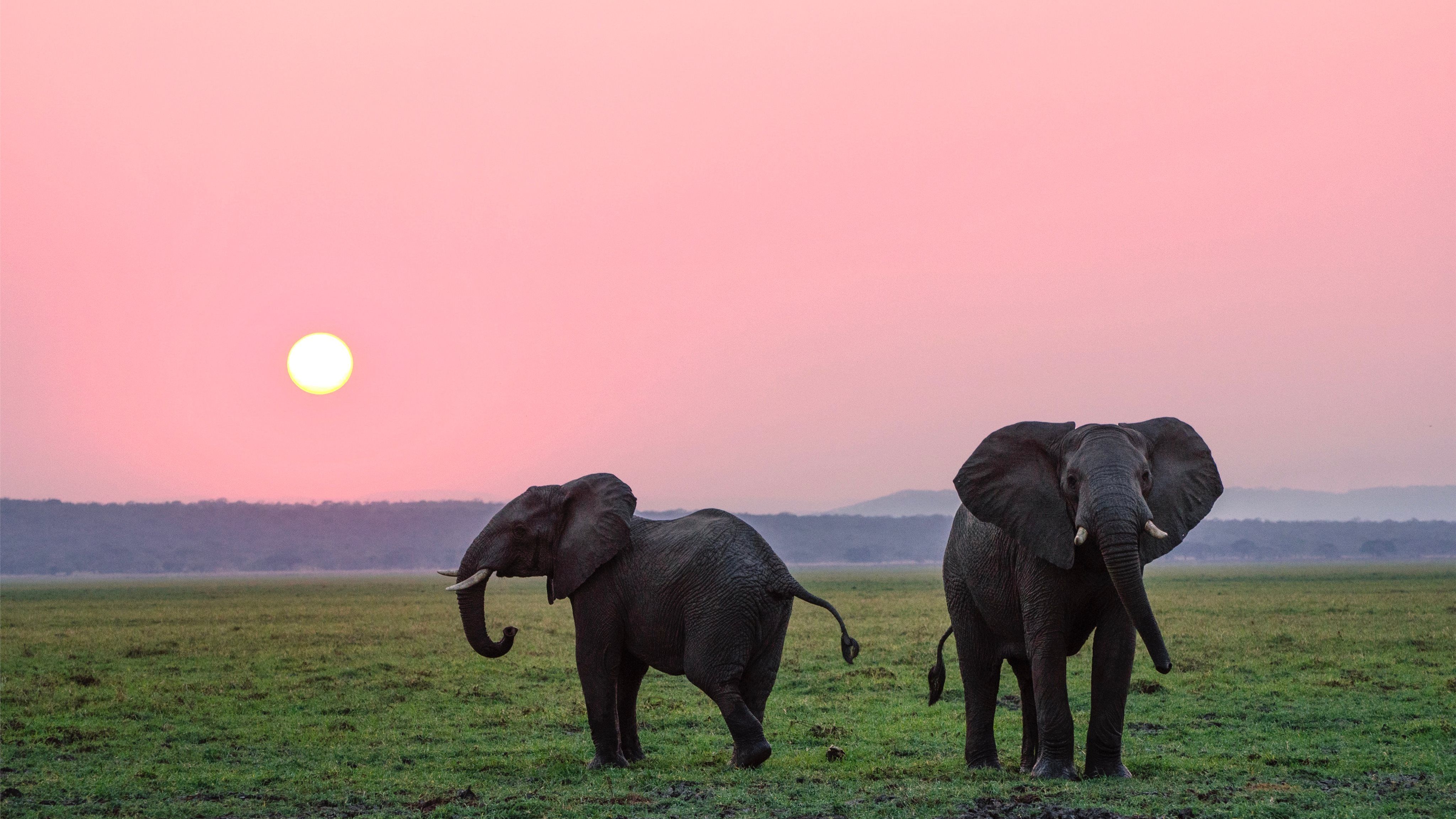 Elefanten, Rosa Himmel, Sonnenuntergang, Savanne, Afrika, 4K, Laptop-Hintergrundbild