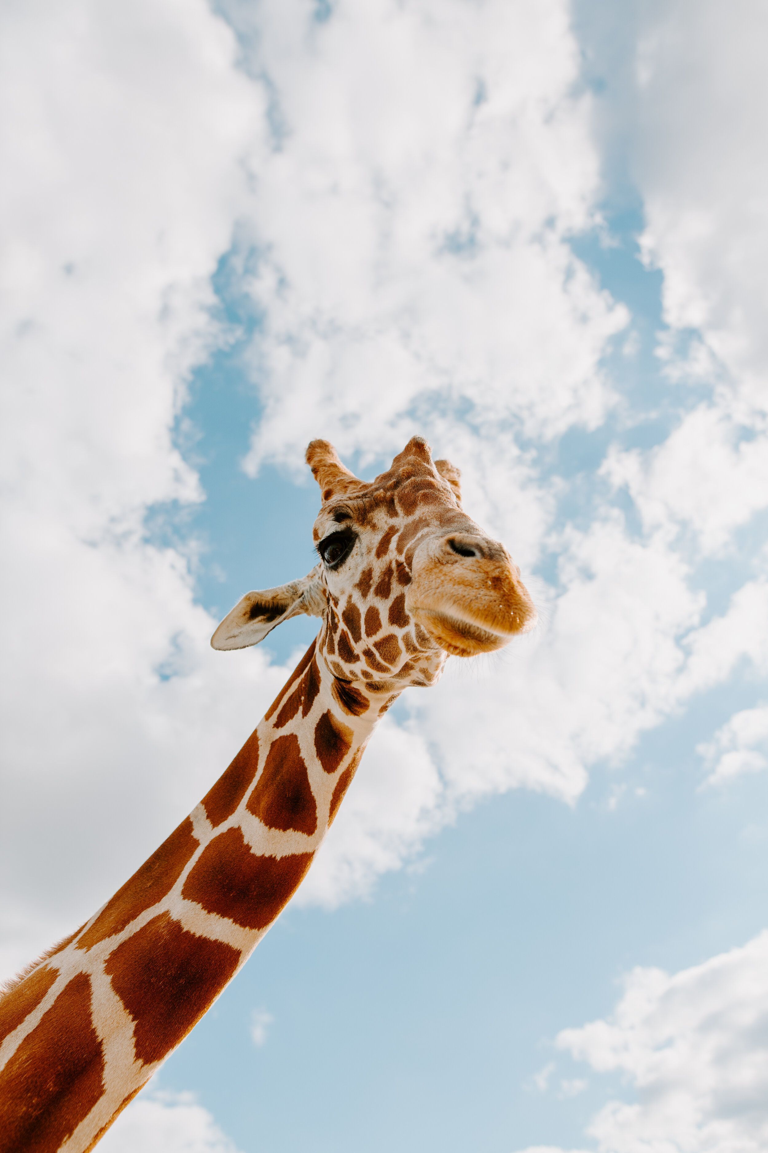 Giraffe, Wolken, Froschperspektive, Himmel, QHD+, Sperrbildschirm fürs iPhone