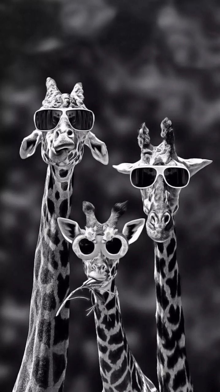 Giraffenfamilie, Sonnenbrillen, Schwarz-Weiß, Lustig, Cool, Android-Hintergrundbild