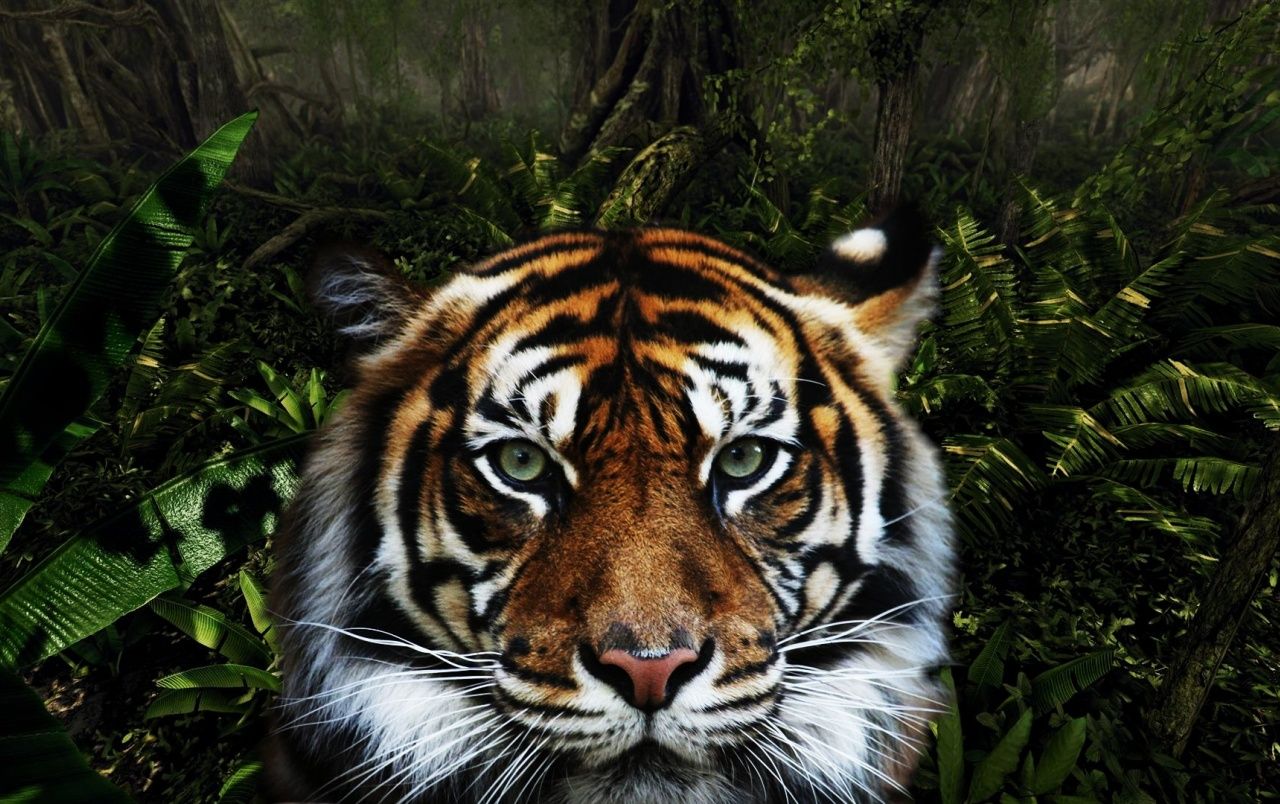 Tiger, Gesicht, Blätter, Nahaufnahme, Dunkelgrün, HD, Desktop-Hintergrund für Windows