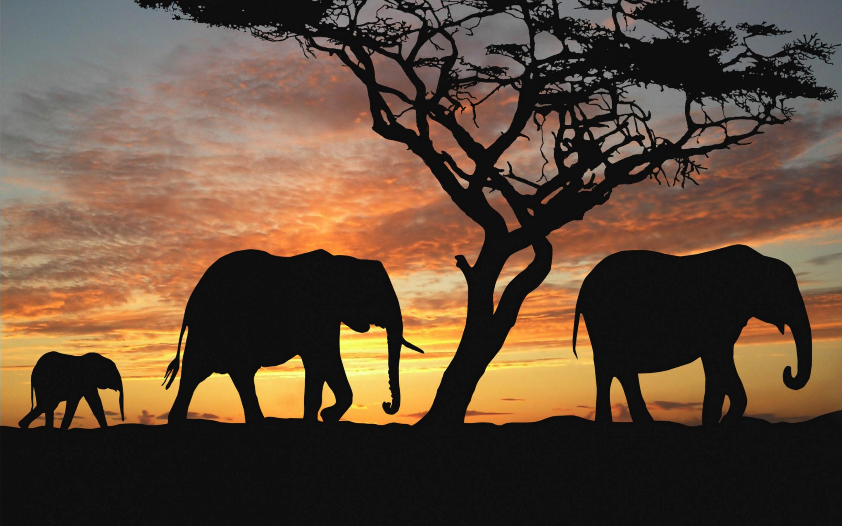 Elefanten-Silhouetten, Akazie, Sonnenuntergang, Savanne, Afrika, 2K-Hintergrundbild für PC