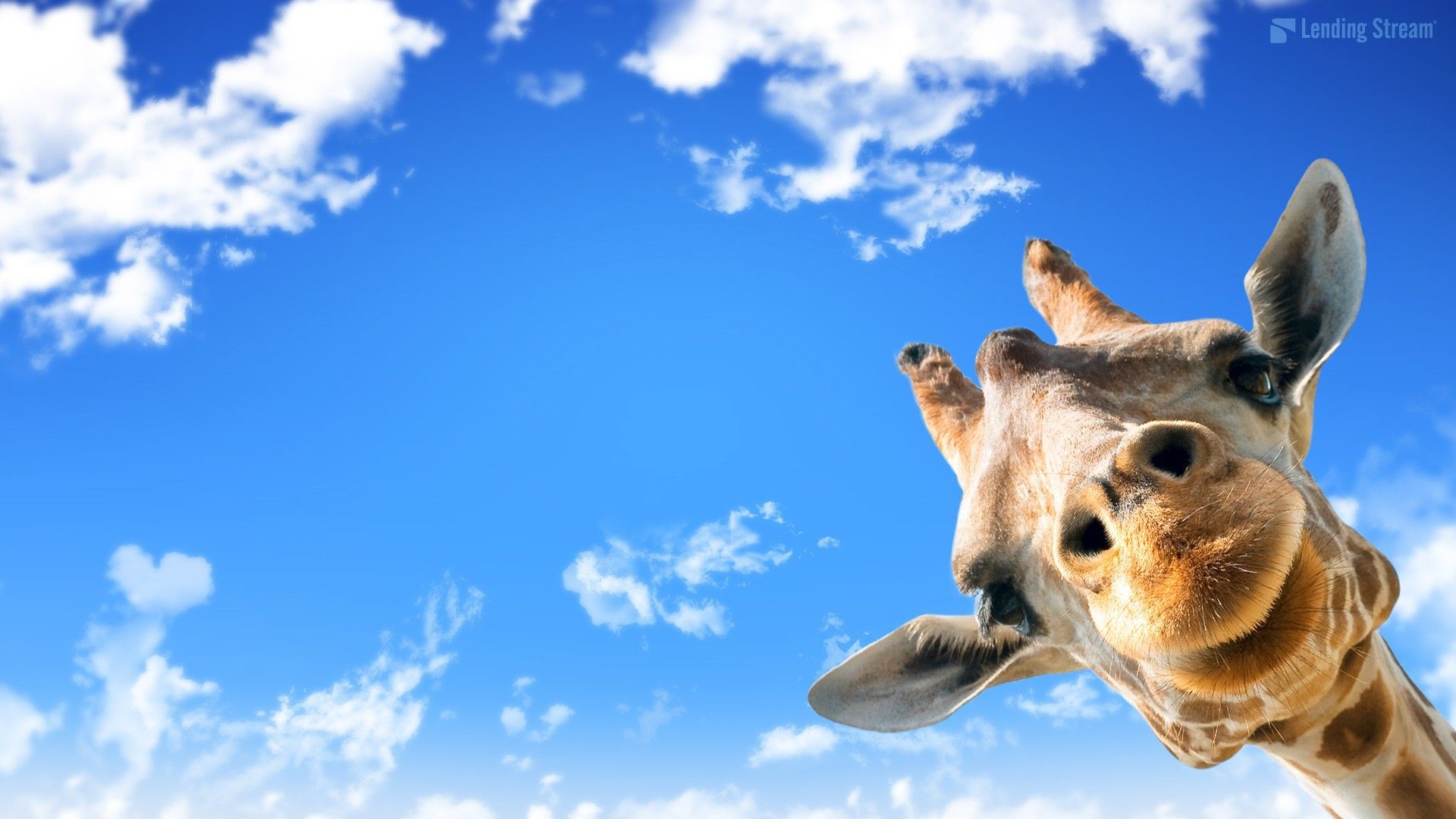 Giraffenkopf, Blauer Himmel, Wolken, Lustig, Nahaufnahme, 1920x1080, PC-Hintergrundbild