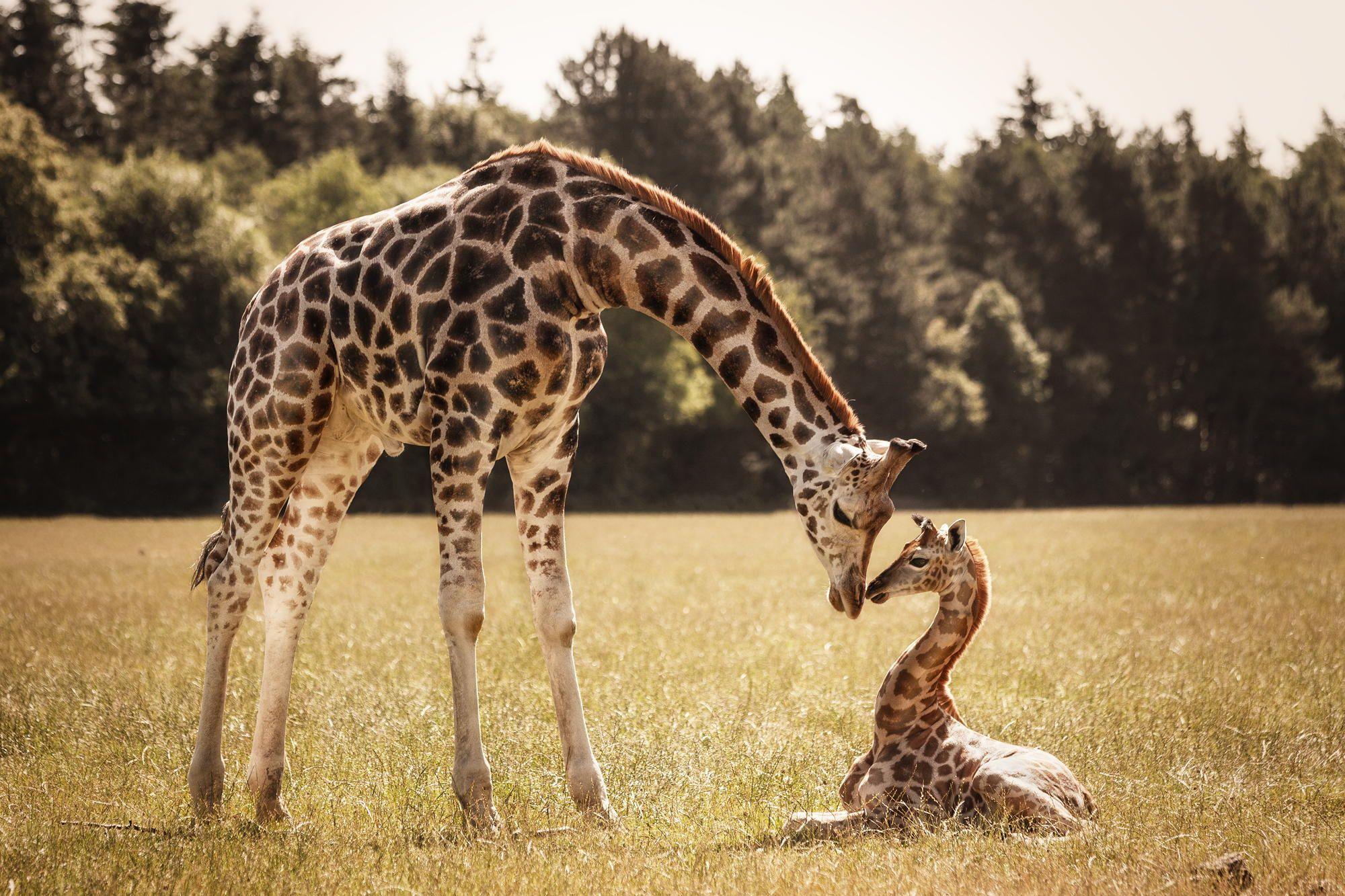 Giraffenmutter, Giraffenkalb, Wiese, Wald, Zuneigung, Full HD, Desktop-Hintergrund für Windows