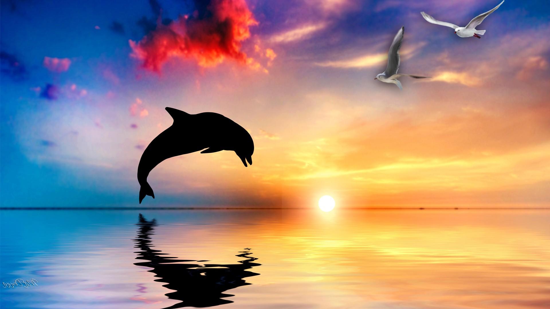 Delfin, Silhouette, Sonnenuntergang, Möwen, Spiegelung, 16:9, Full-HD-Hintergrundbild für den Desktop