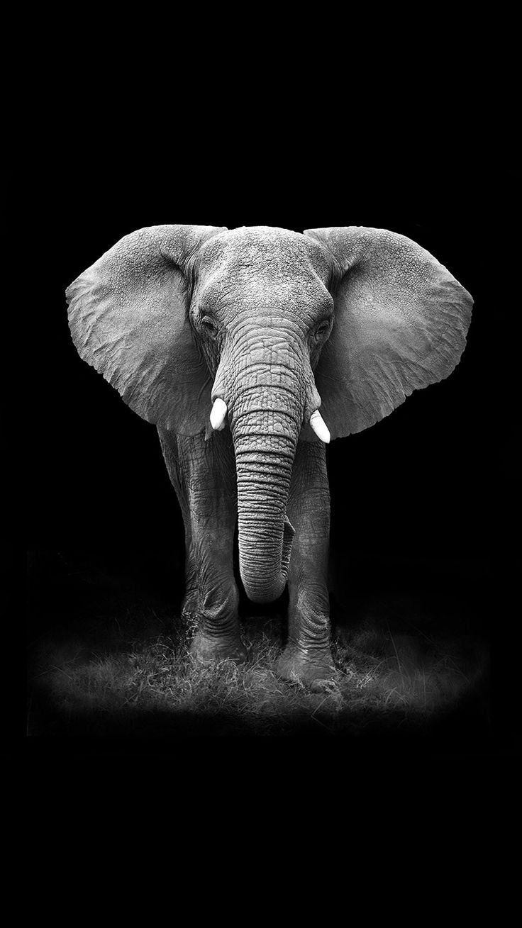 Afrikanischer Elefant, Schwarzer Hintergrund, Schwarz-Weiß, Frontalansicht, Stoßzähne, Sperrbildschirm