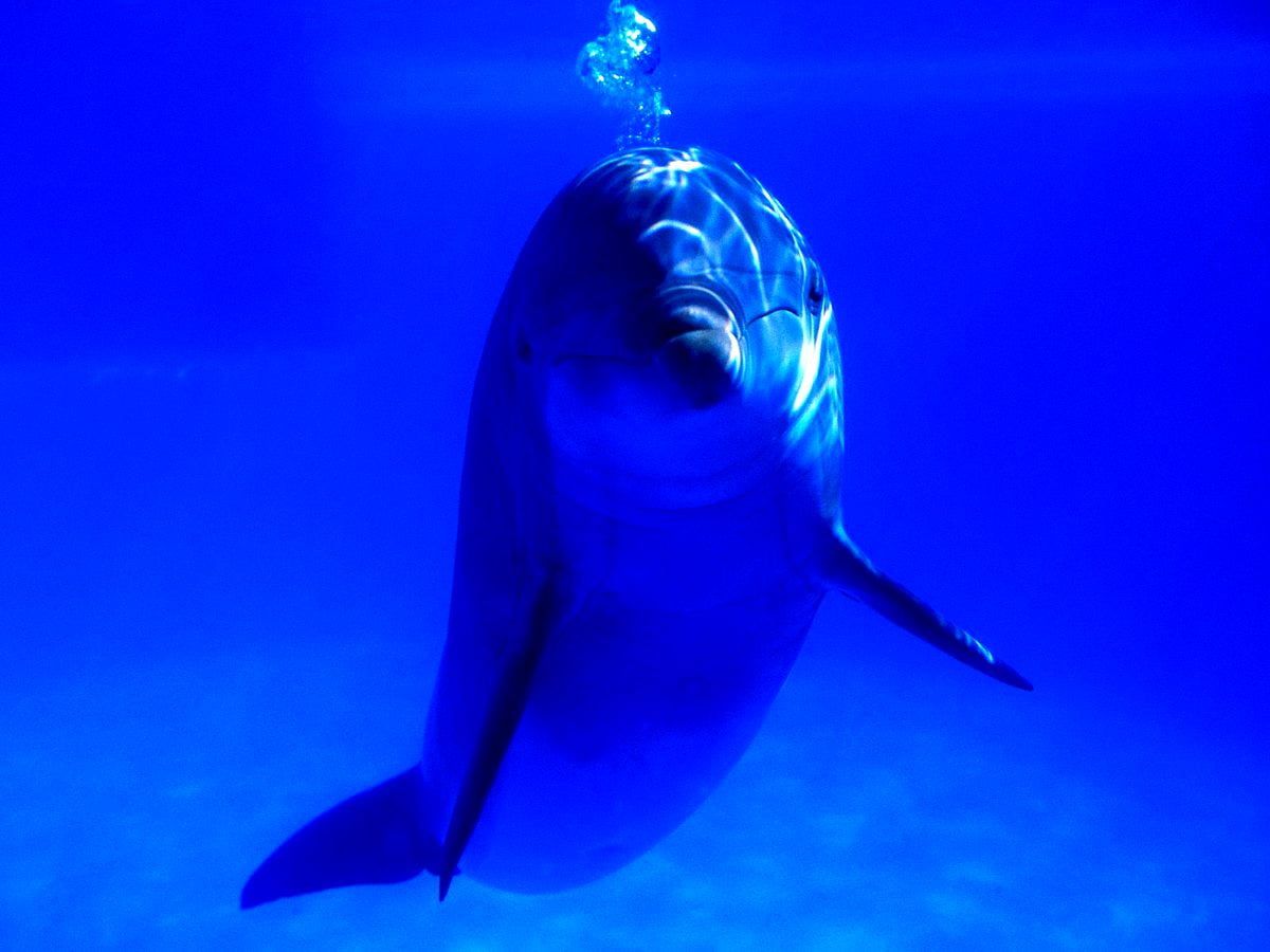 Delfin, Unterwasser, Tiefblau, Luftblasen, Hintergrundbild für iPad und Tablet