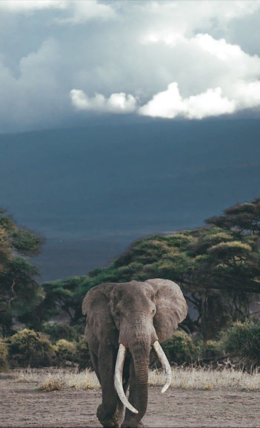 Elefant, Savanne, Bäume, Wolken, Afrika, Hochformat, Hintergrundbild fürs Smartphone