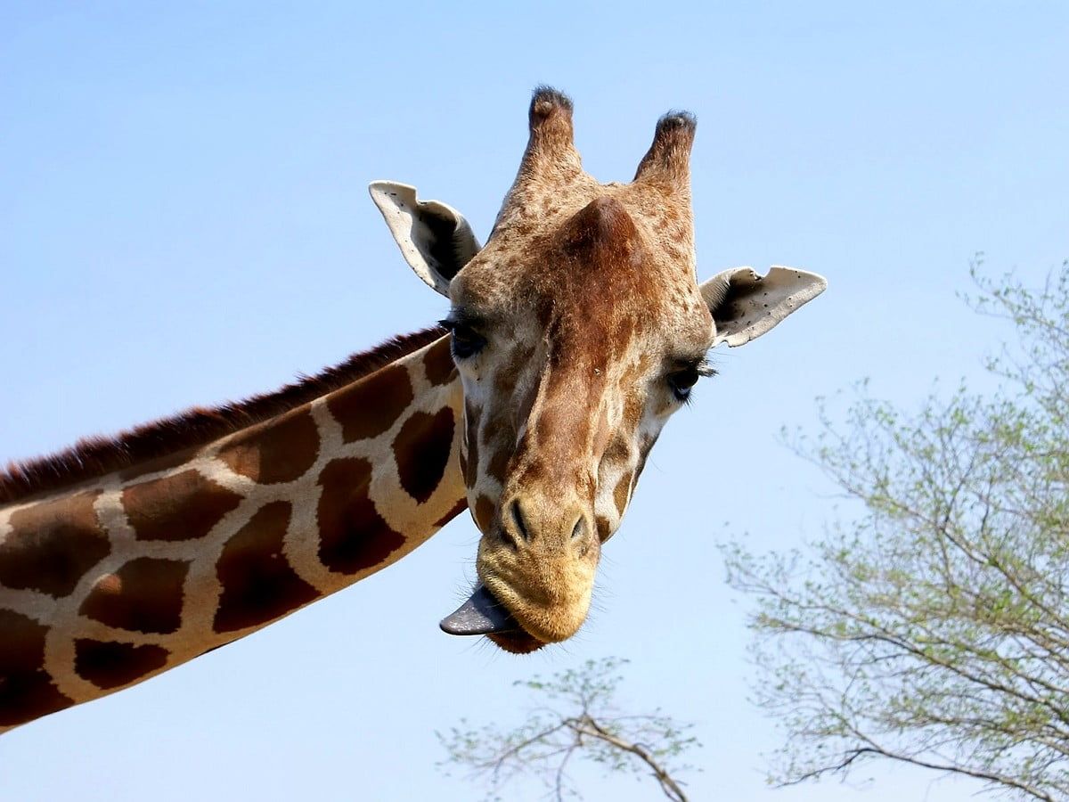 Giraffe, Porträt, Blauer Himmel, Akazie, Hintergrundbild für iPad und Tablet