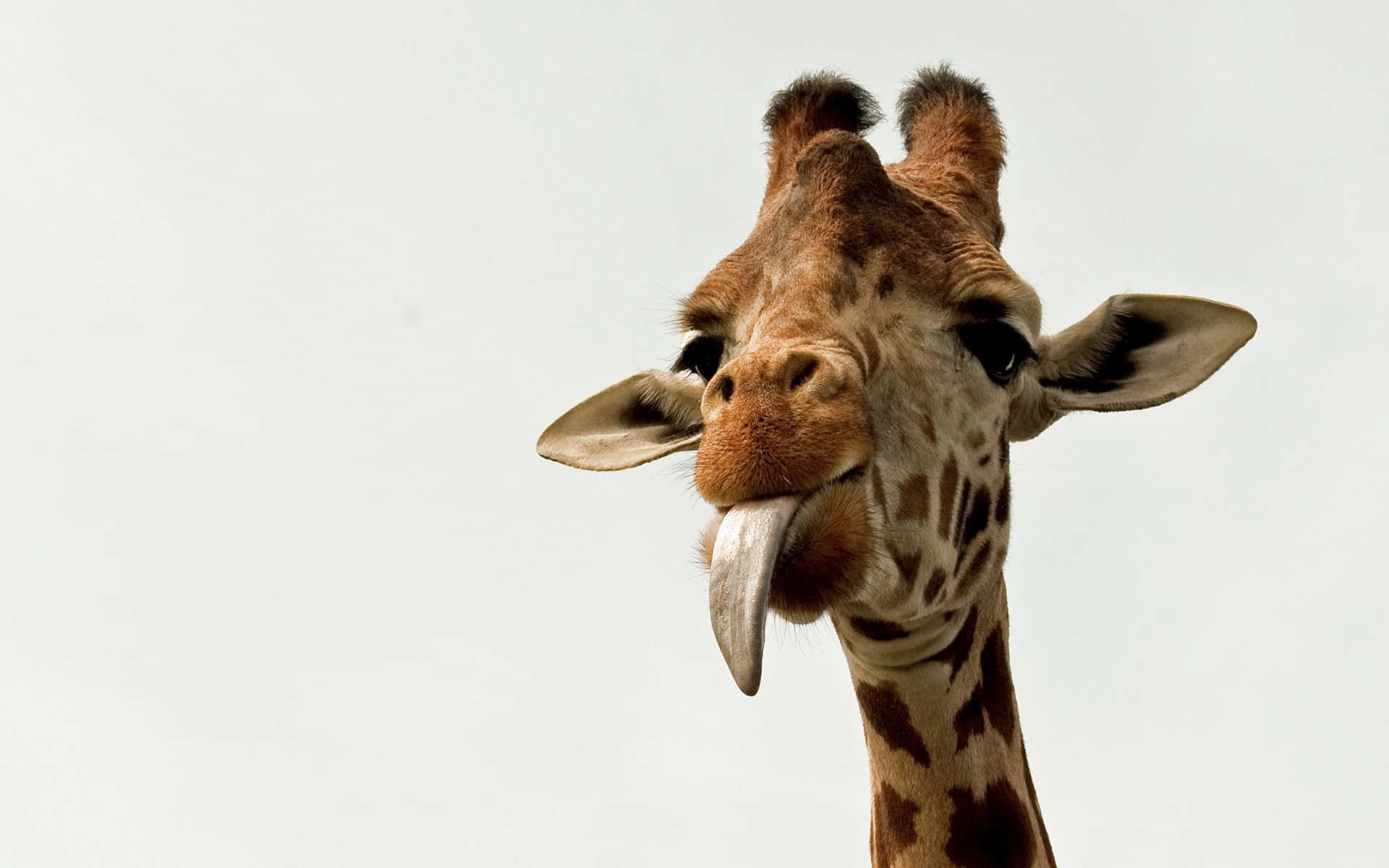 Giraffe, Herausgestreckte Zunge, Lustig, Grauer Hintergrund, Full HD Wallpaper
