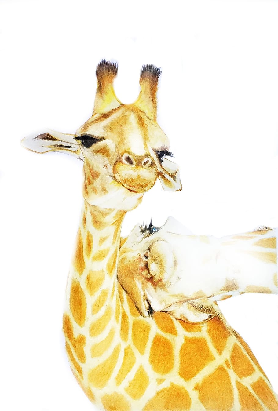 Zwei Giraffen, Aquarell, Zeichnung, Weißer Hintergrund, HD Wallpaper