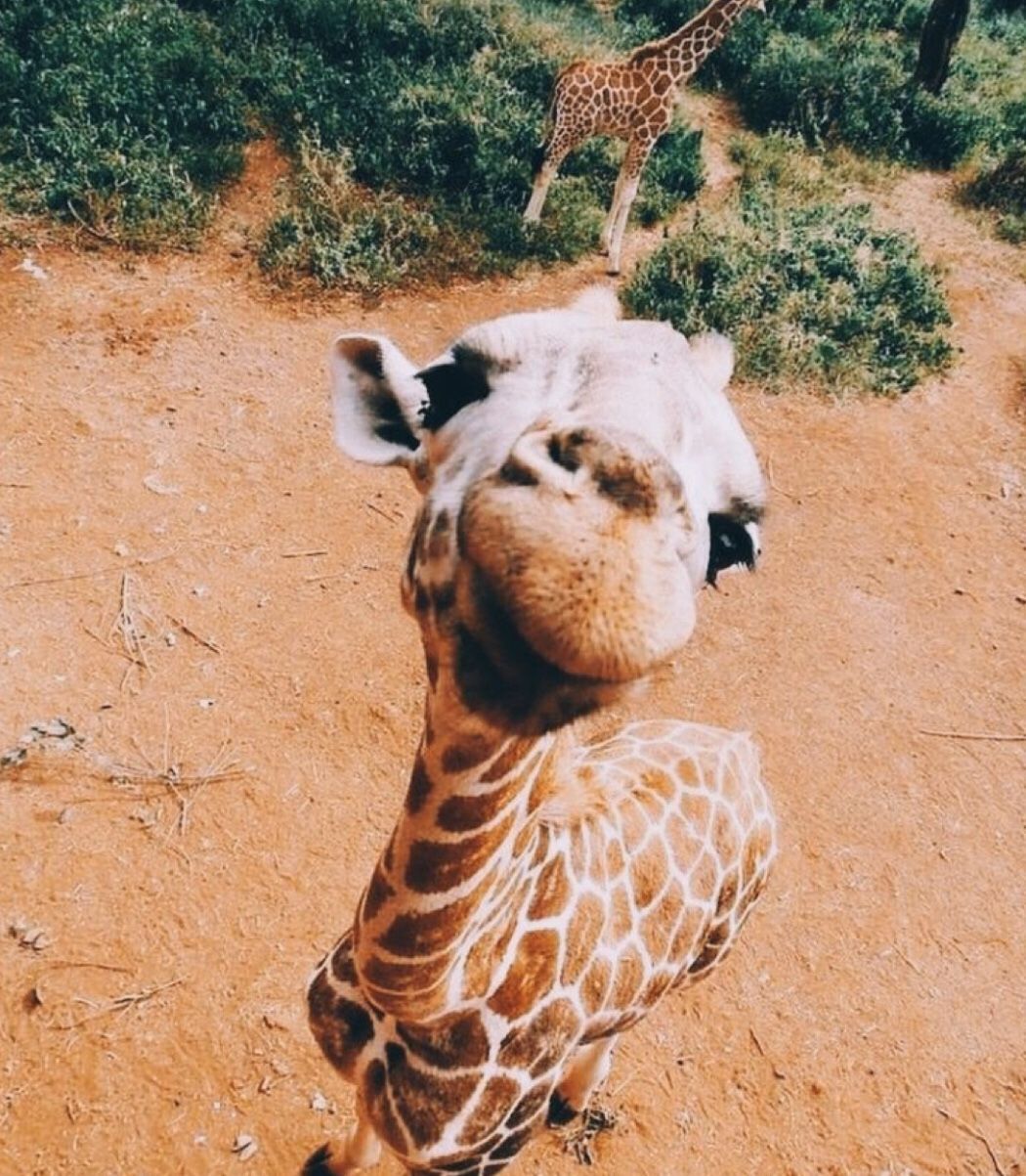 Giraffe, Froschperspektive, Wüstenboden, Lustig, Hintergrundbild für iPad und Tablet