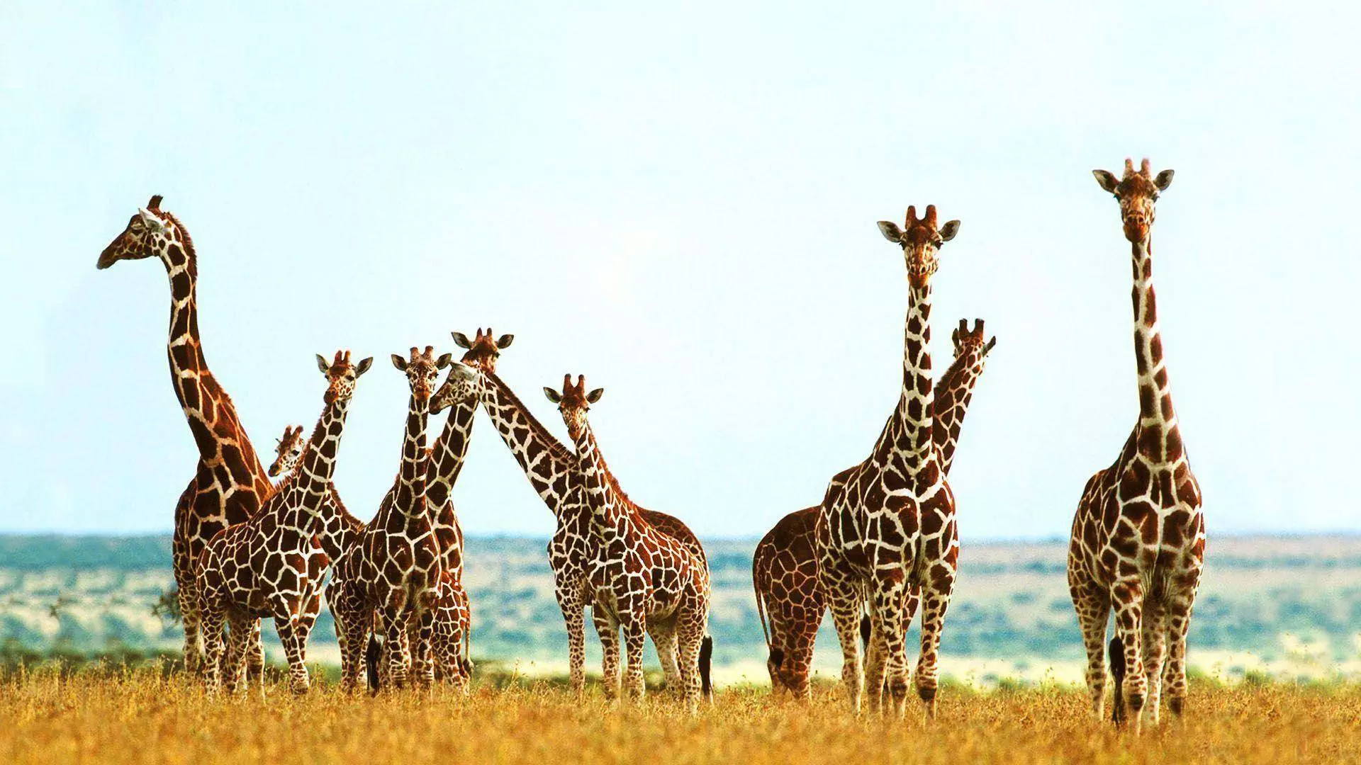 Giraffenherde, Savanne, Afrika, Wildtiere, Full HD 1080p, Desktop-Hintergrundbild