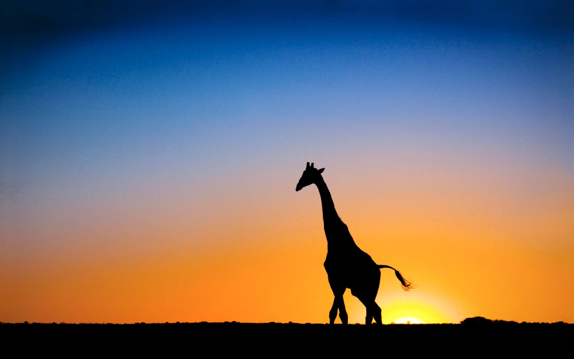 Giraffe, Silhouette, Sonnenuntergang, Savanne, Orange und Blau, Full HD, PC-Hintergrundbild