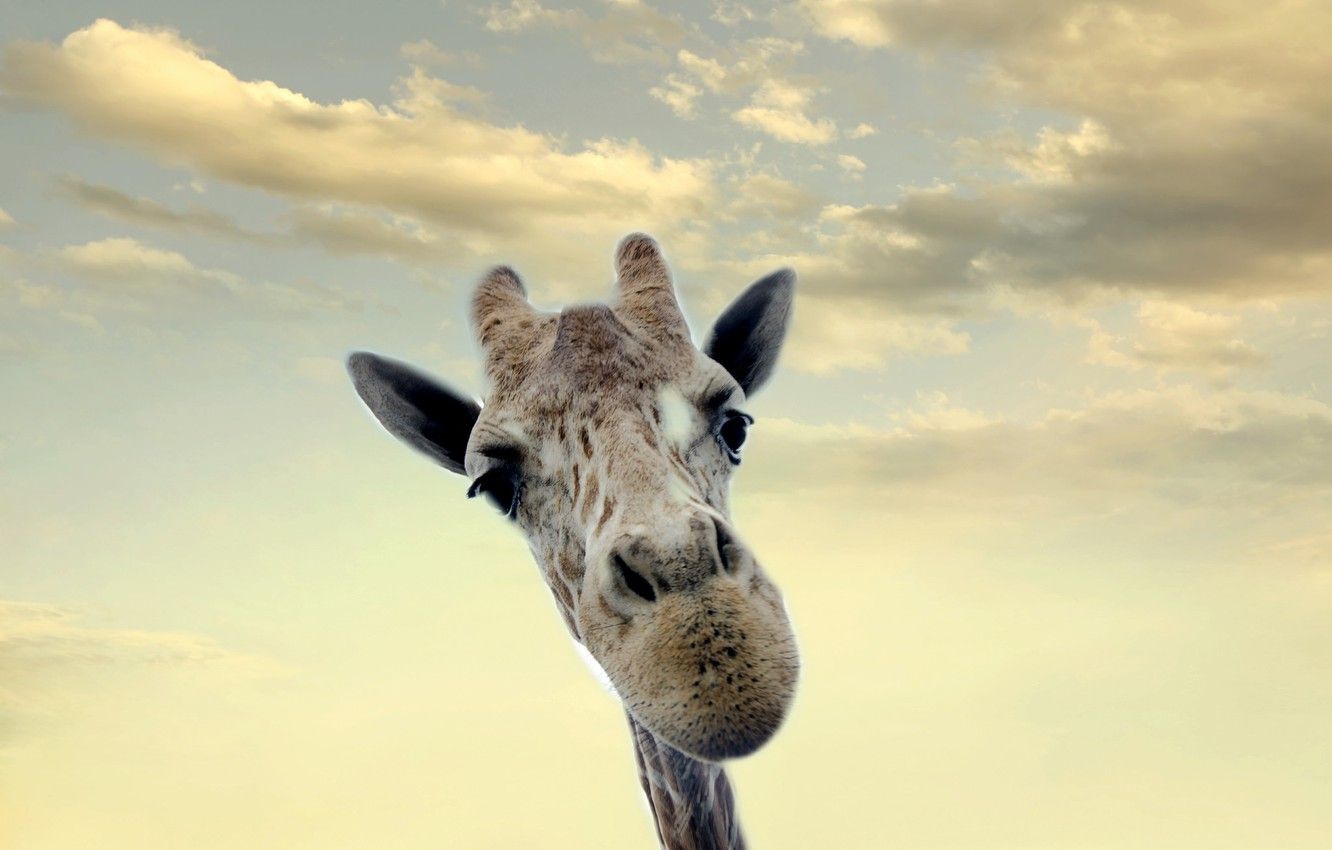 Giraffe, Porträt, Wolkenhimmel, Lustig, HD, Hintergrundbild für den PC