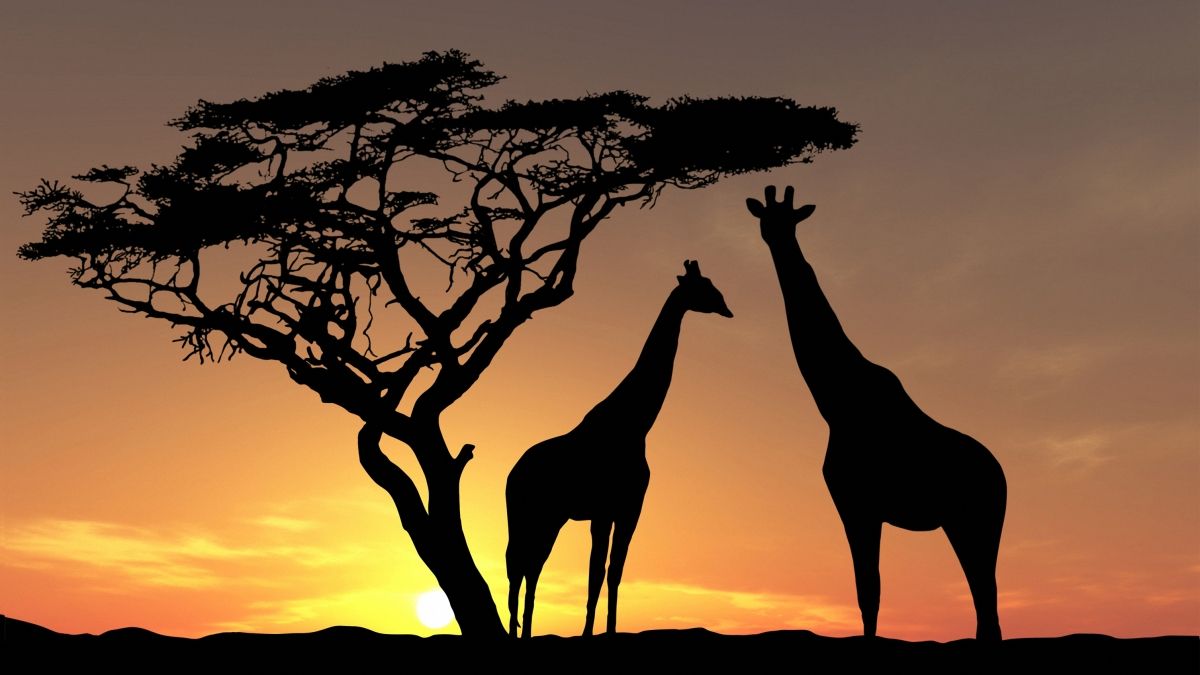Zwei Giraffen, Akazie, Silhouette, Sonnenuntergang, Afrika, Hintergrund