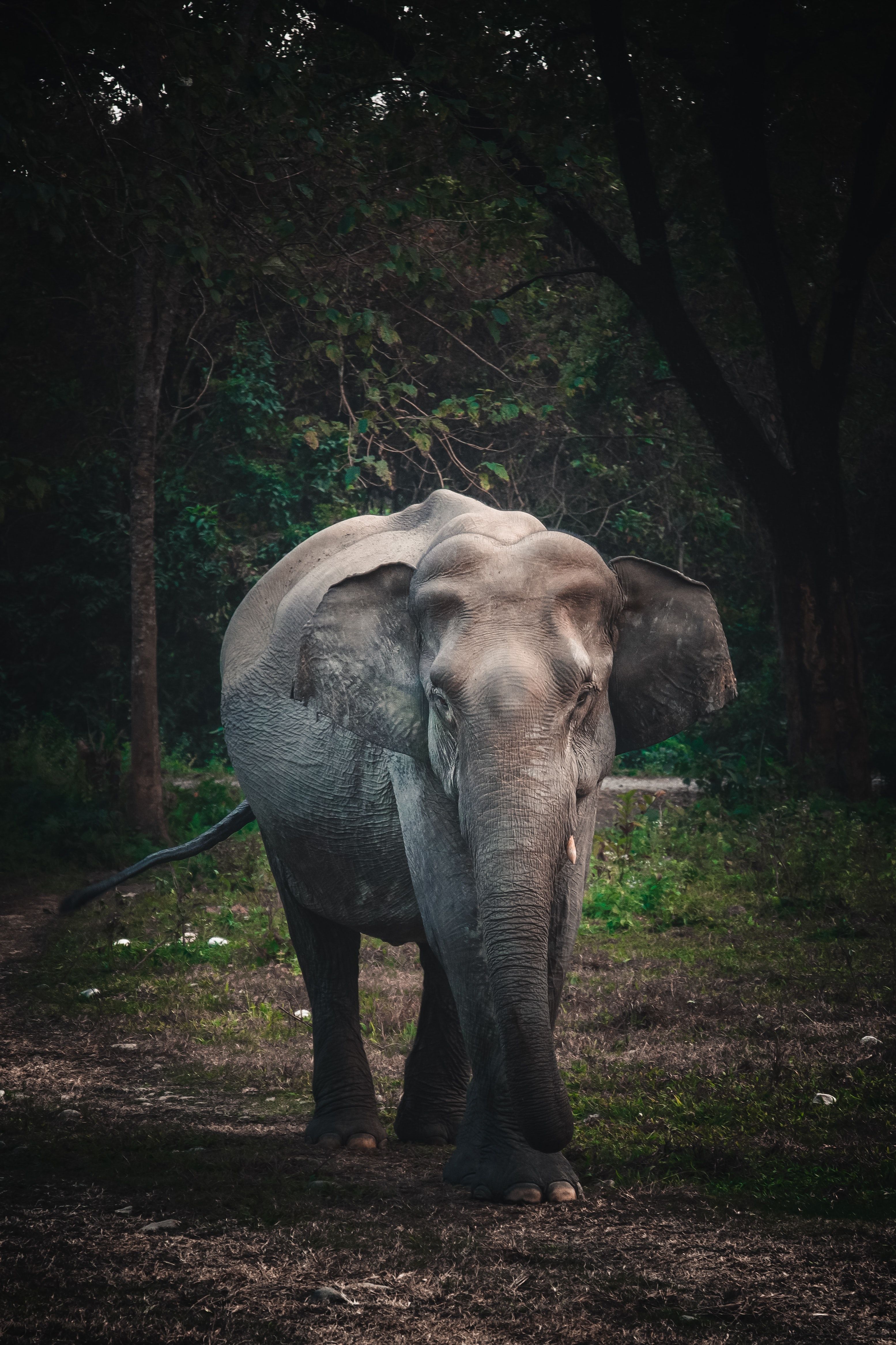 Asiatischer Elefant, Waldweg, Dunkel, Bäume, Natur, QHD+, Sperrbildschirm fürs iPhone